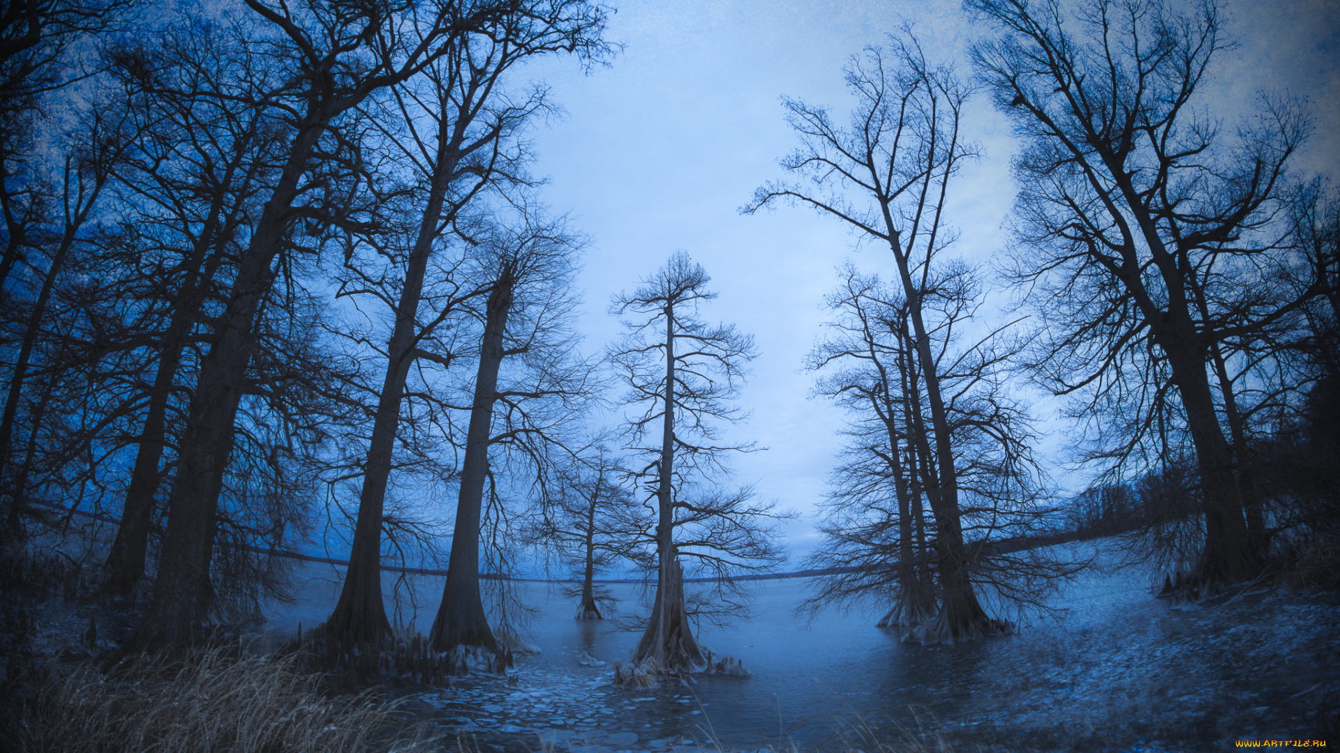 природа, лес, простор