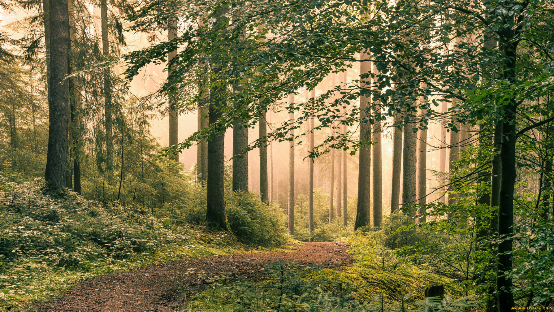 природа, лес, простор