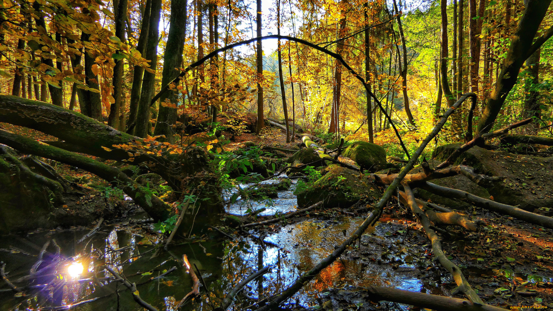 природа, лес, простор