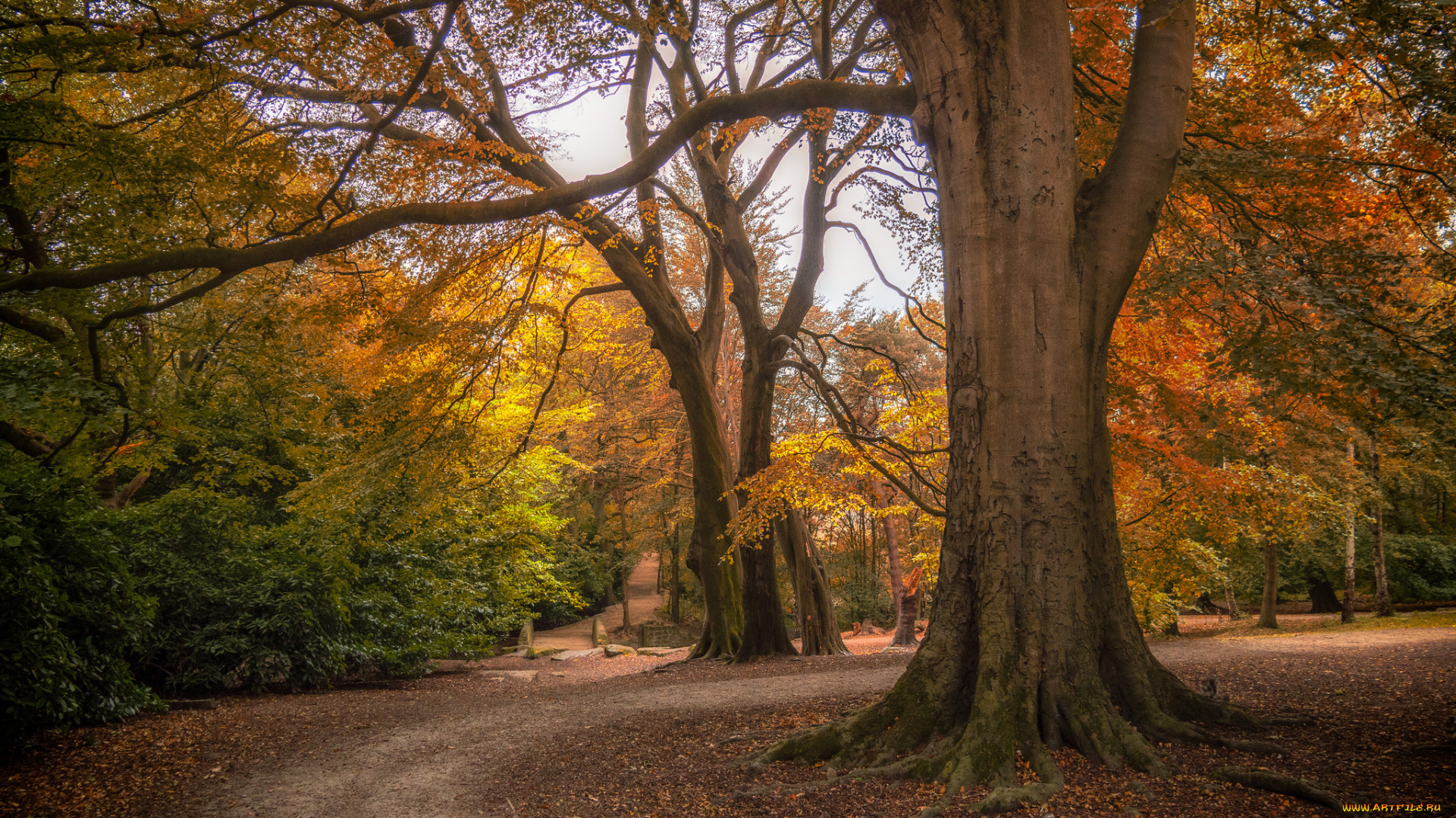 природа, лес, простор