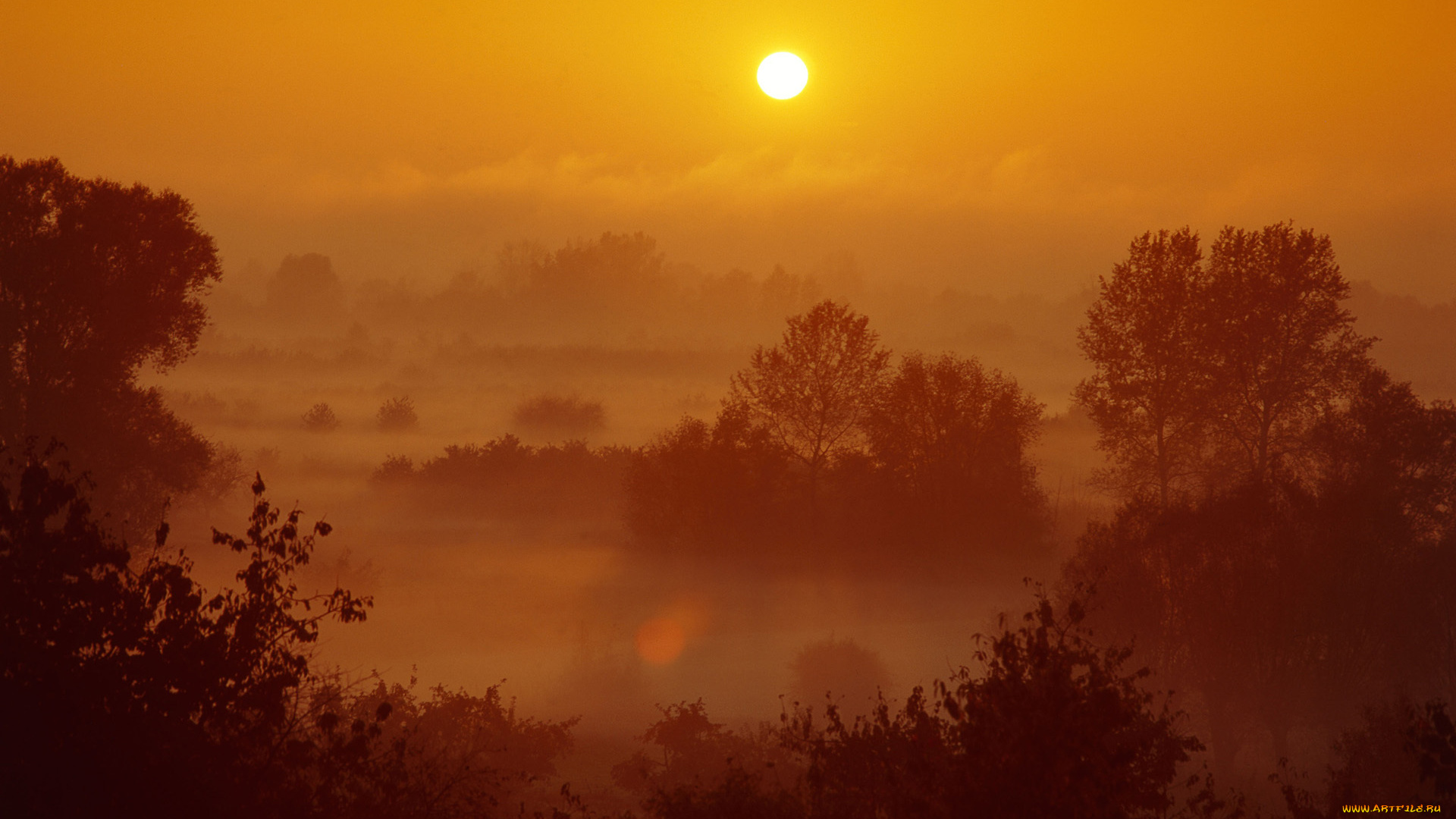 природа, восходы, закаты, деревья, туман, солнце, утро
