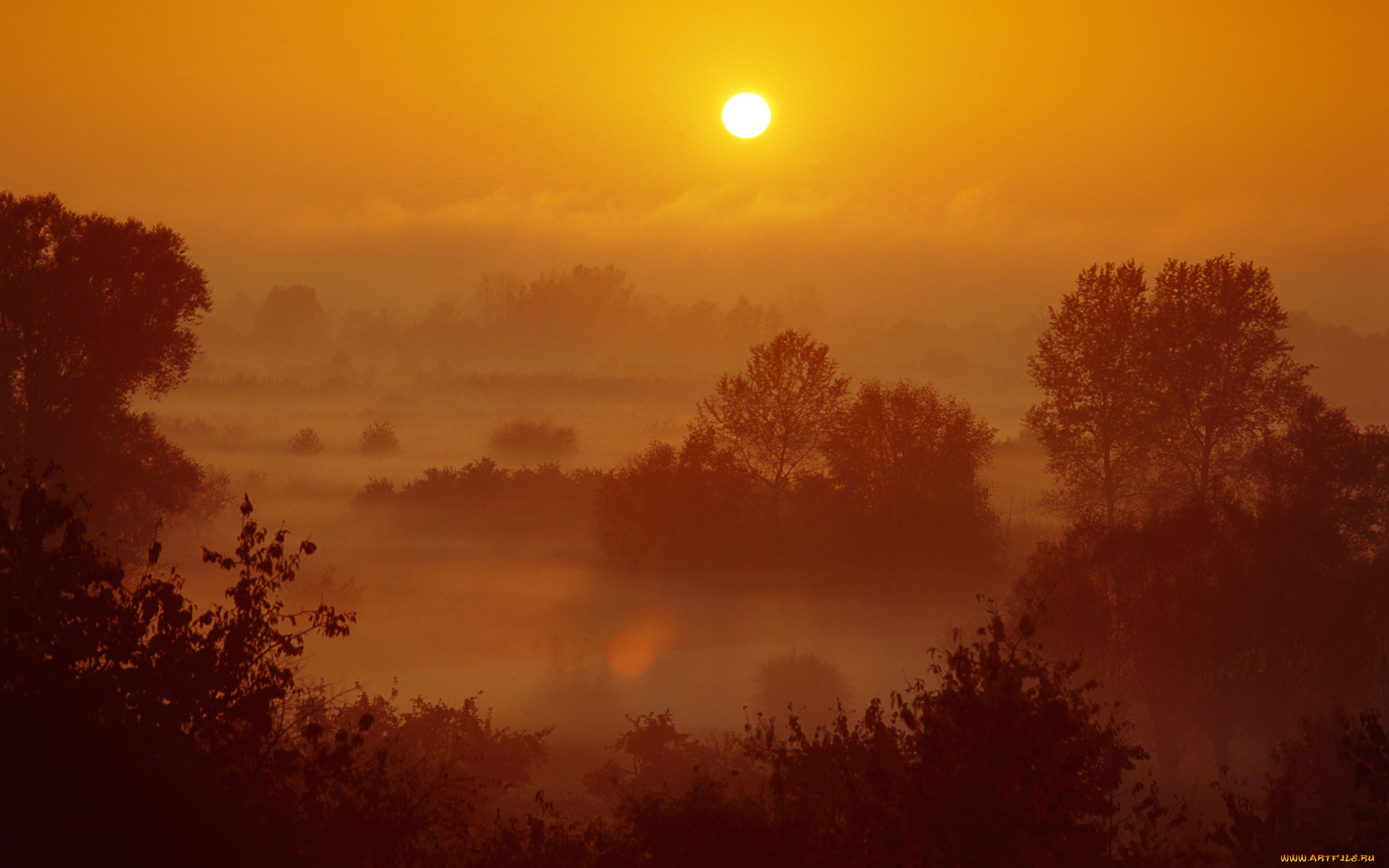 природа, восходы, закаты, деревья, туман, солнце, утро