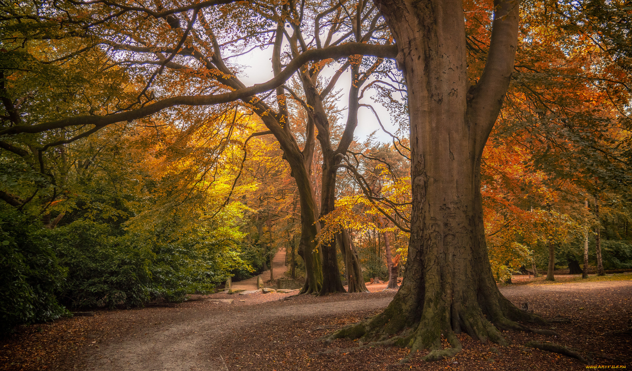 природа, лес, простор