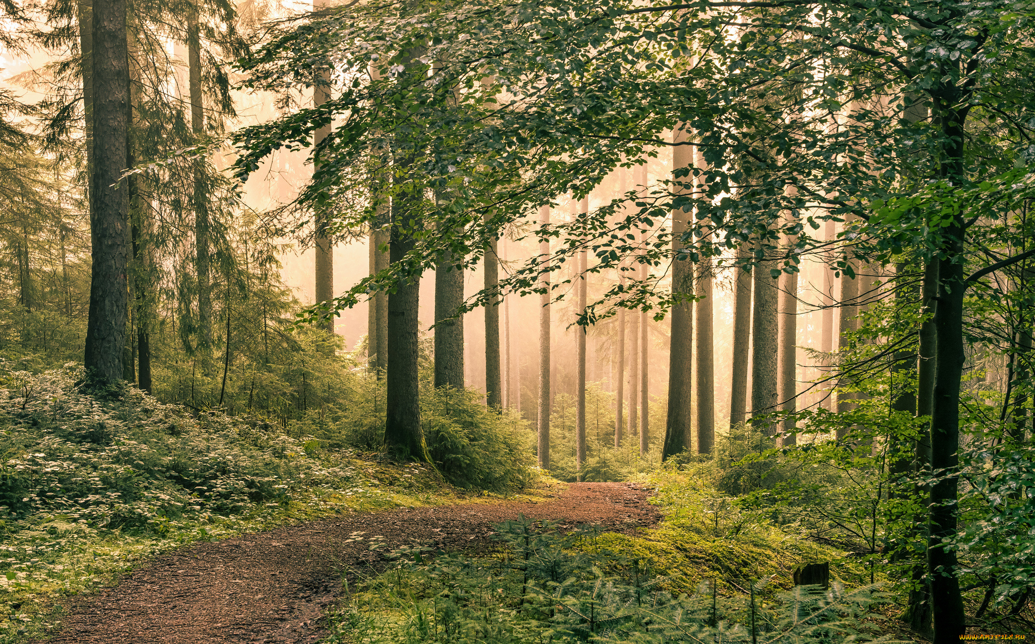 природа, лес, простор