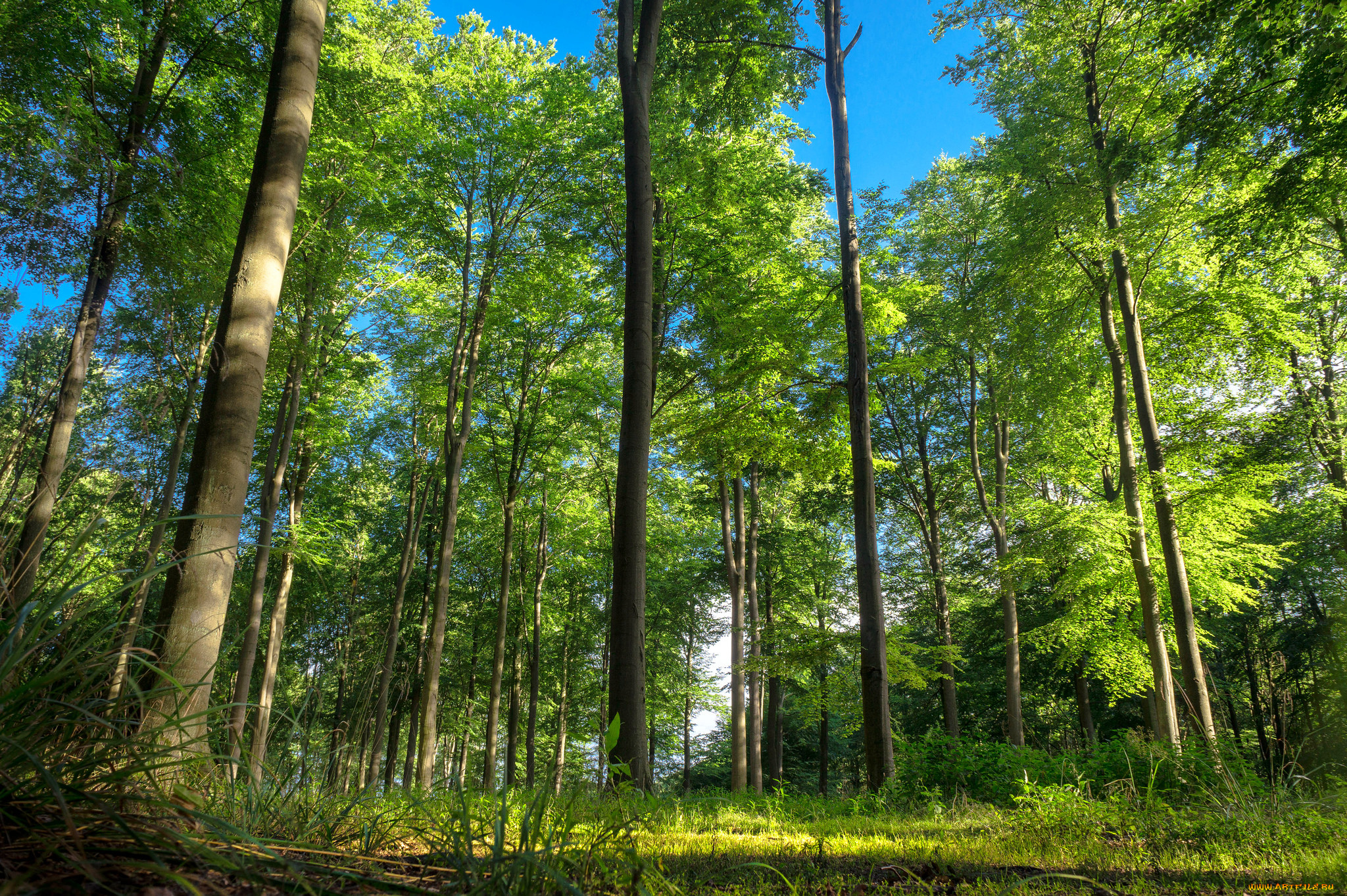 xxx, девушка, взгляд, фон, грудь, avery, обнаженная, поза, эротика, nude, solo, posing, erotic, фотосессия, sexy, cuter, сексуальная, молодая, богиня, киска, модель, petite, cute, young, goddess, beauty, голая, фото