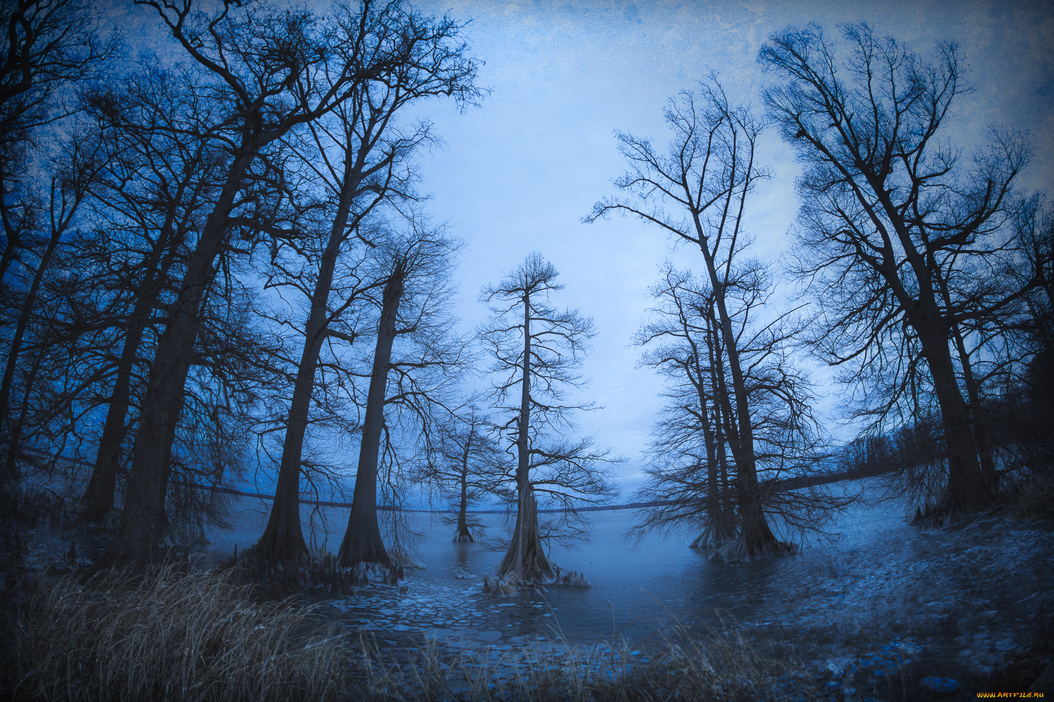 природа, лес, простор