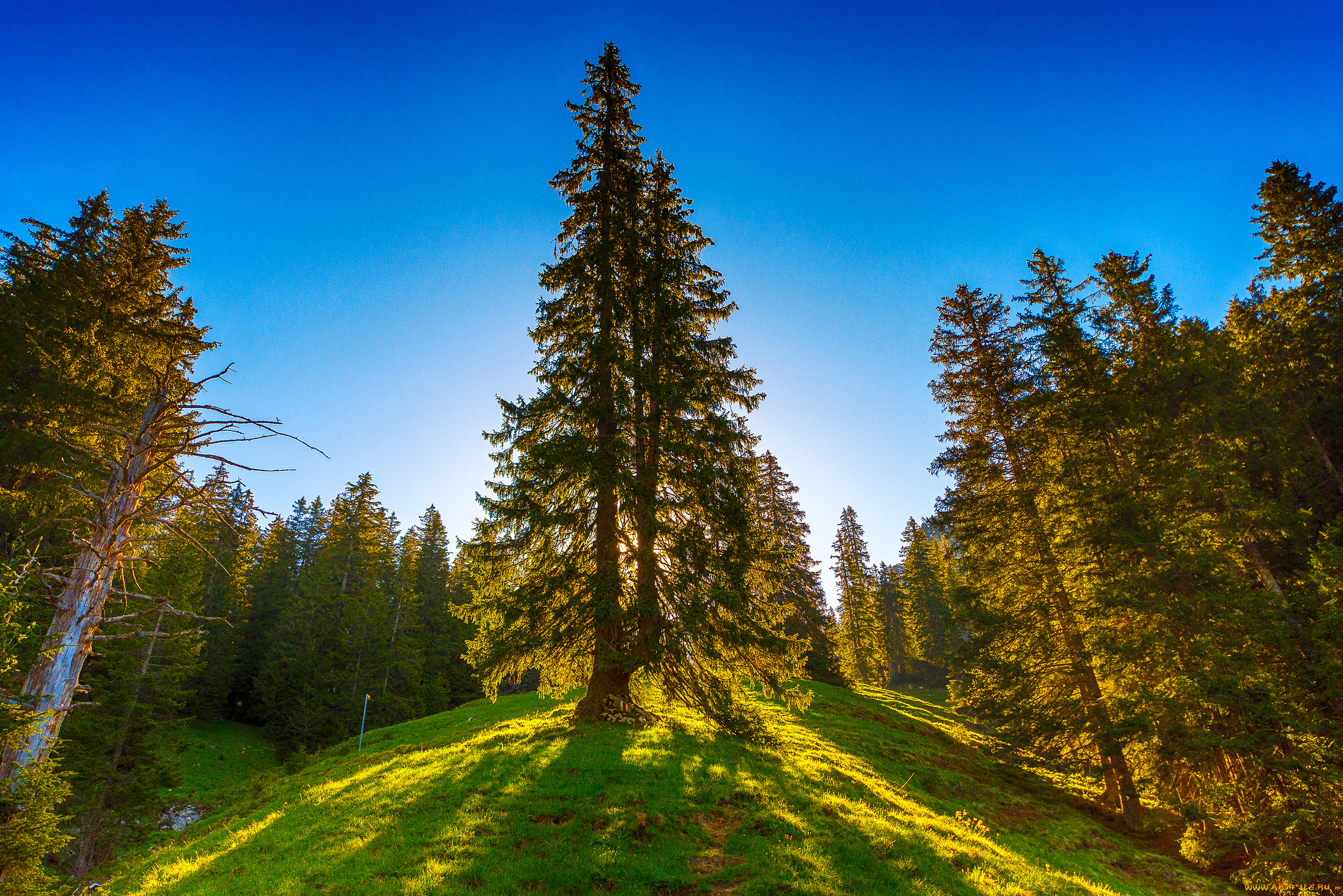 природа, лес, простор