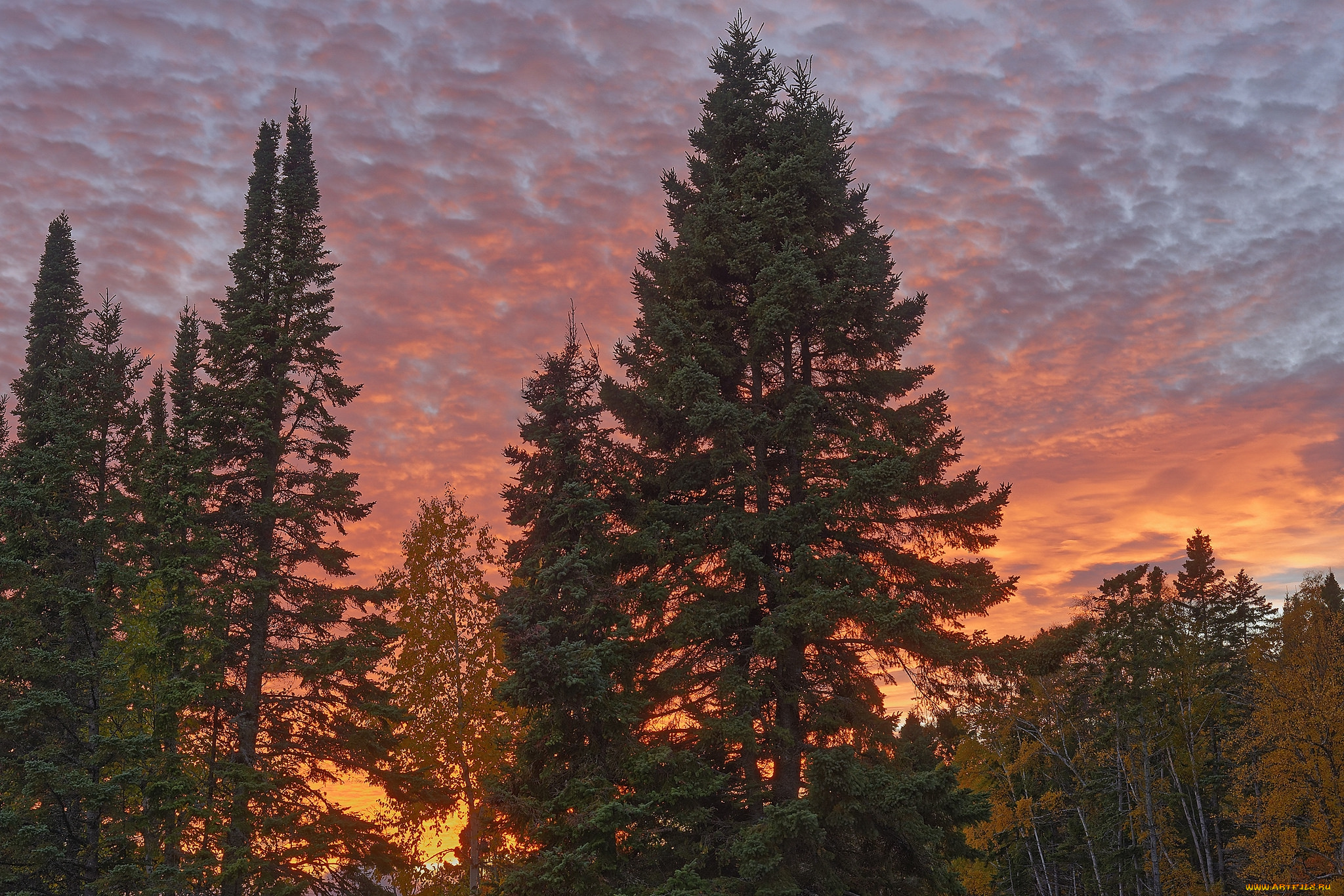 природа, лес, простор