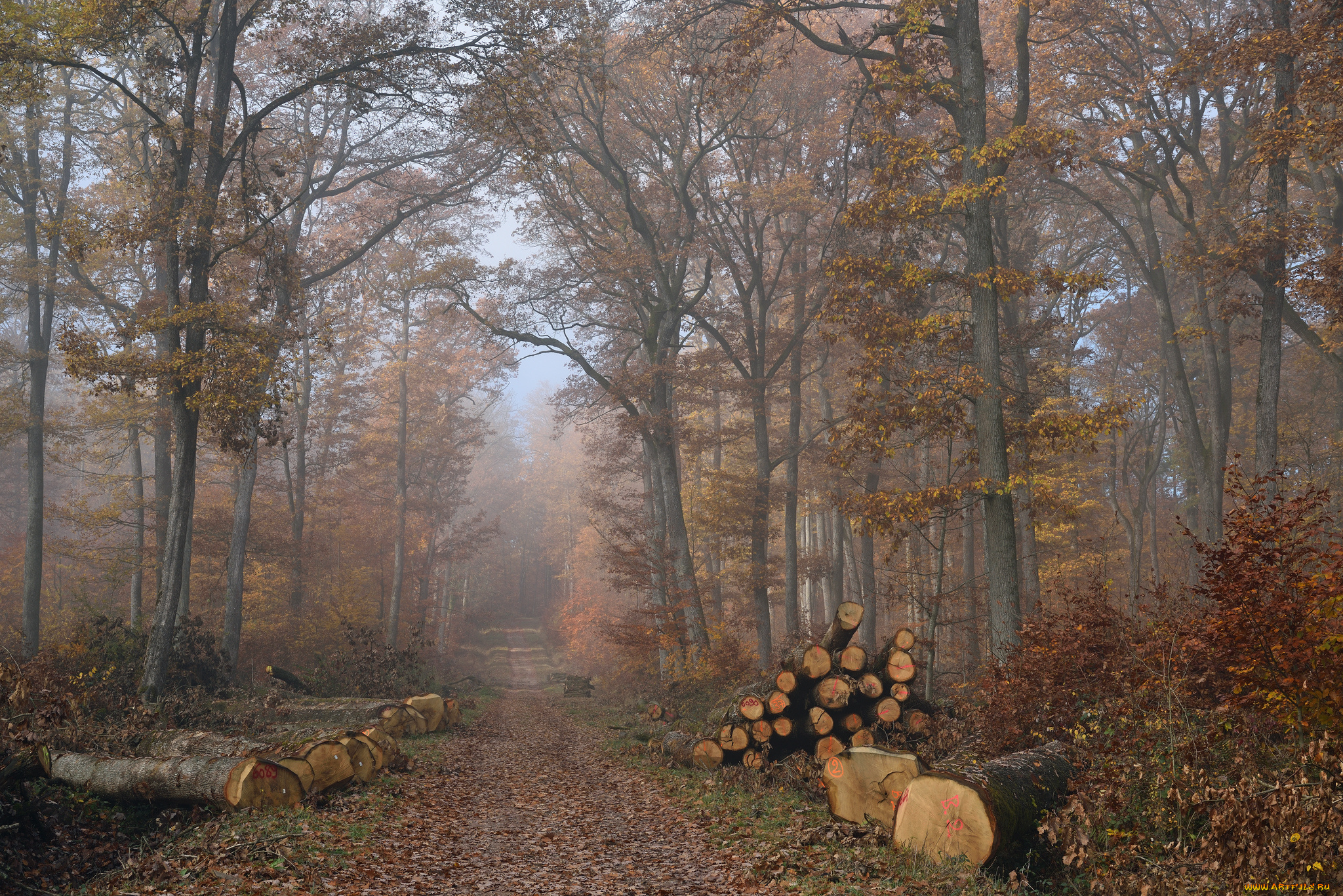 природа, лес, простор