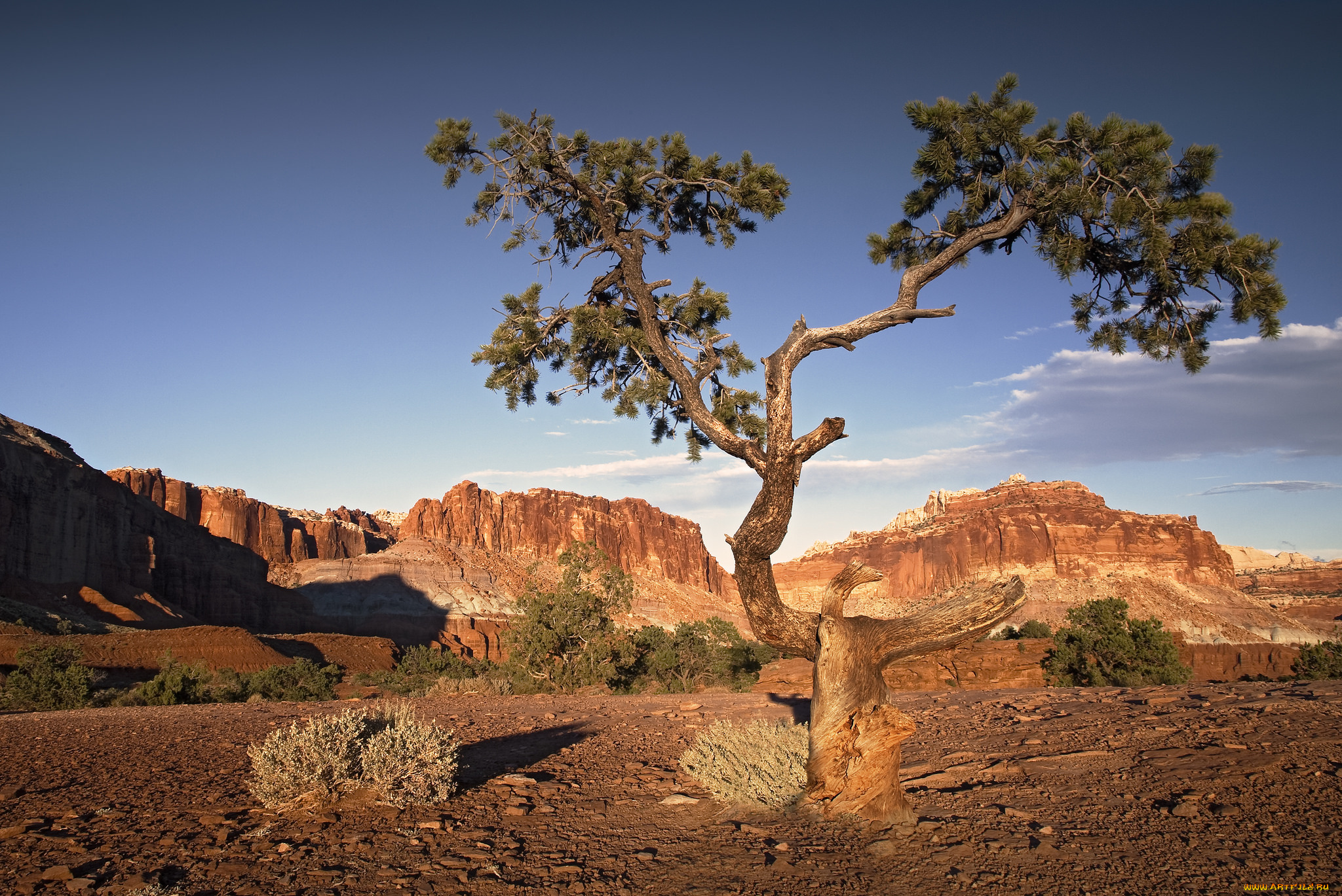 природа, деревья, простор