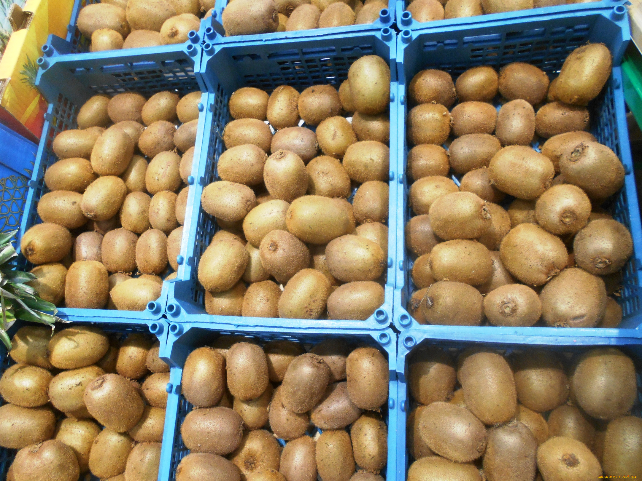 еда, киви, фрукты