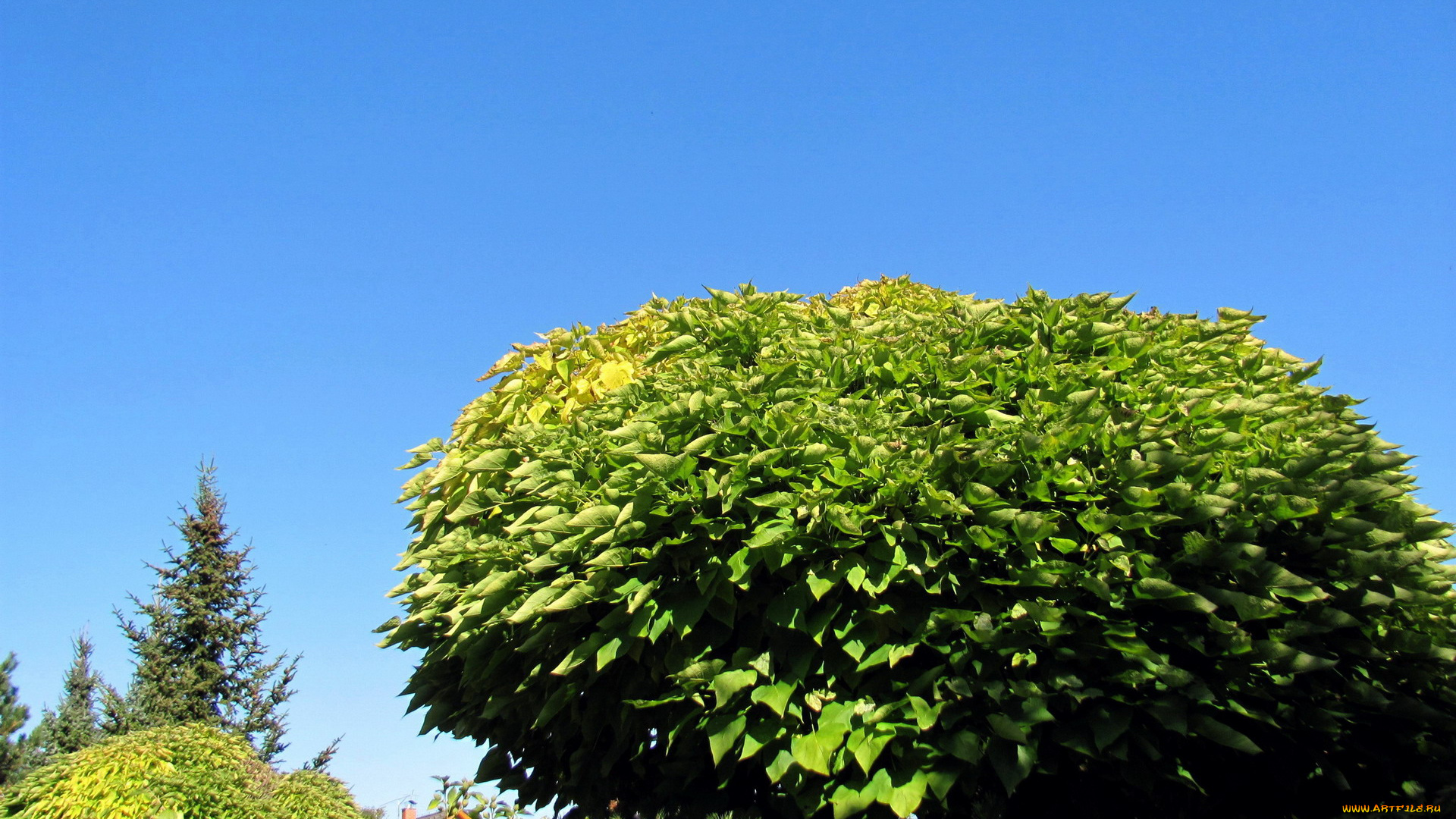 природа, деревья, небо, дерево, крона, листья