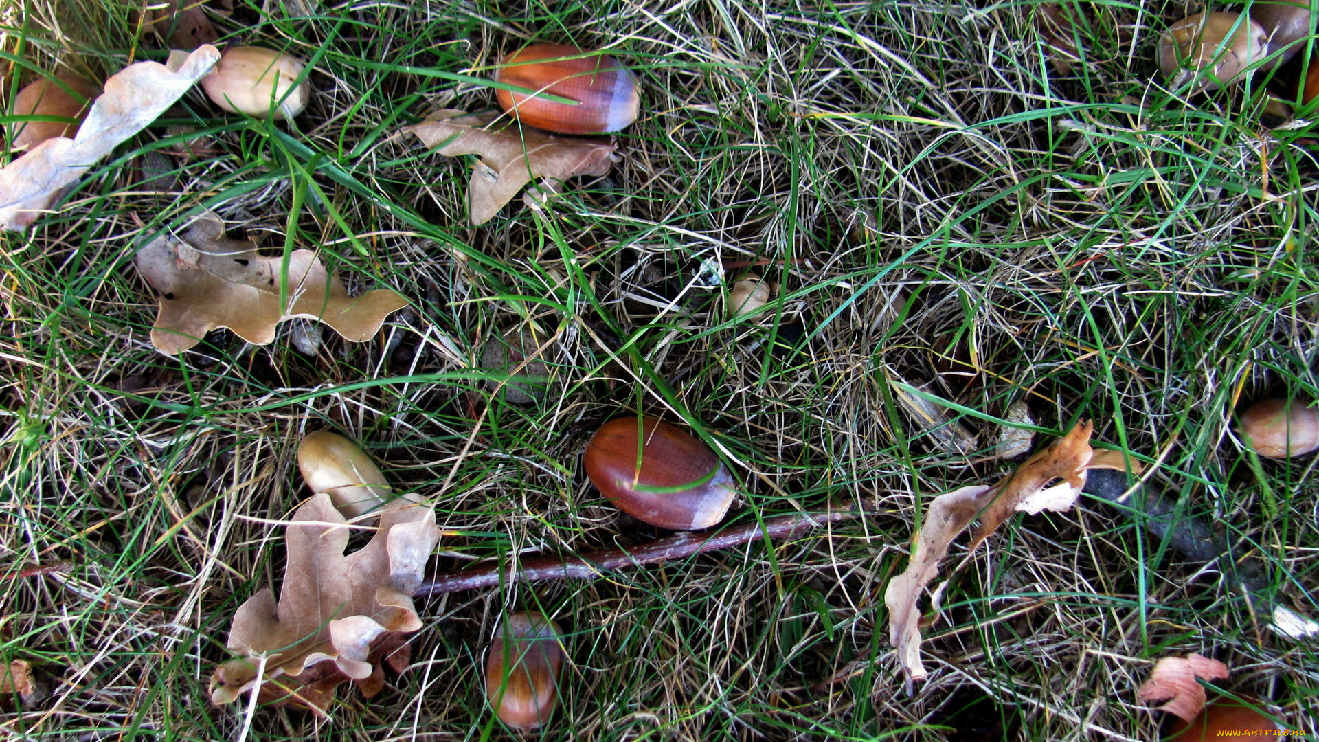 природа, шишки, , жёлуди, , каштаны, трава, желуди, осень