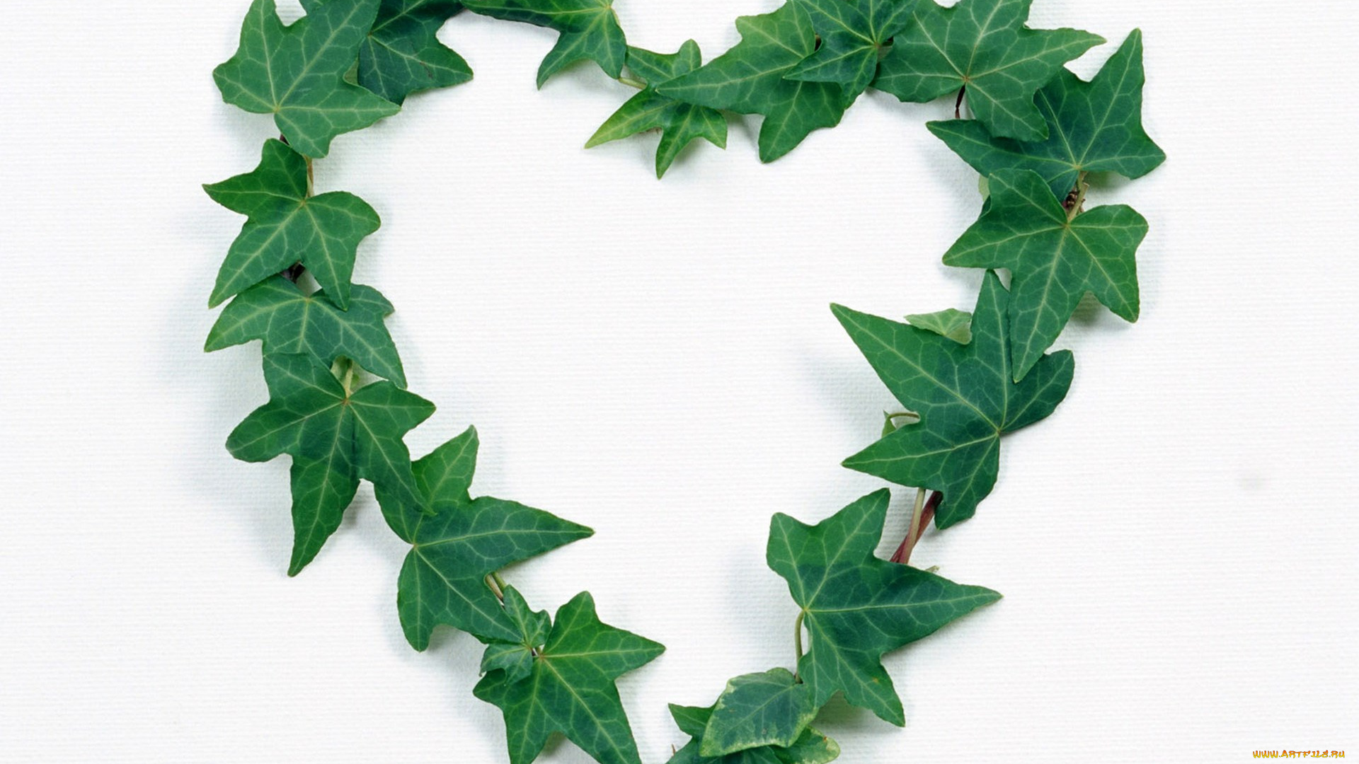 праздничные, день, святого, валентина, , сердечки, , любовь, плющ, сердечко