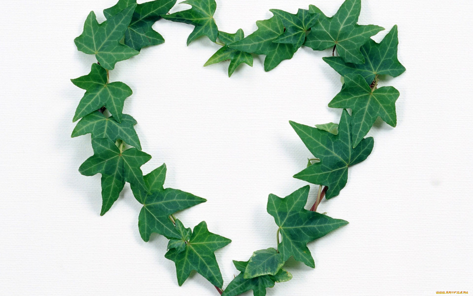 праздничные, день, святого, валентина, , сердечки, , любовь, плющ, сердечко