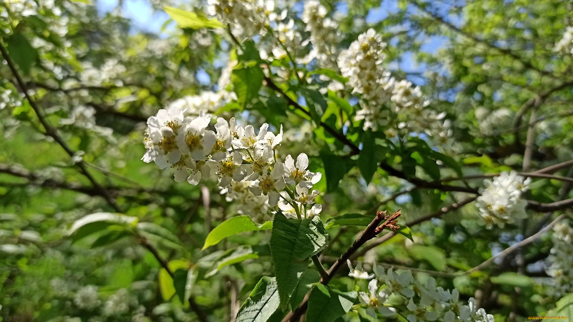 цветы, черемуха, весна, белая, куст