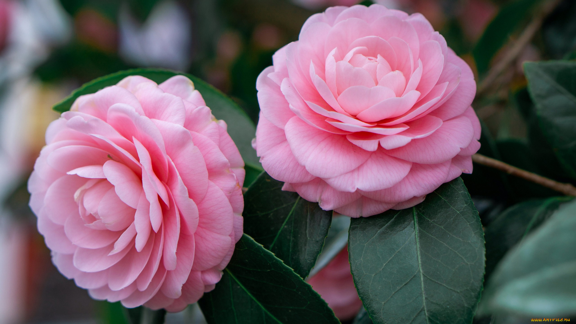 цветы, камелии, розовые, дуэт, макро