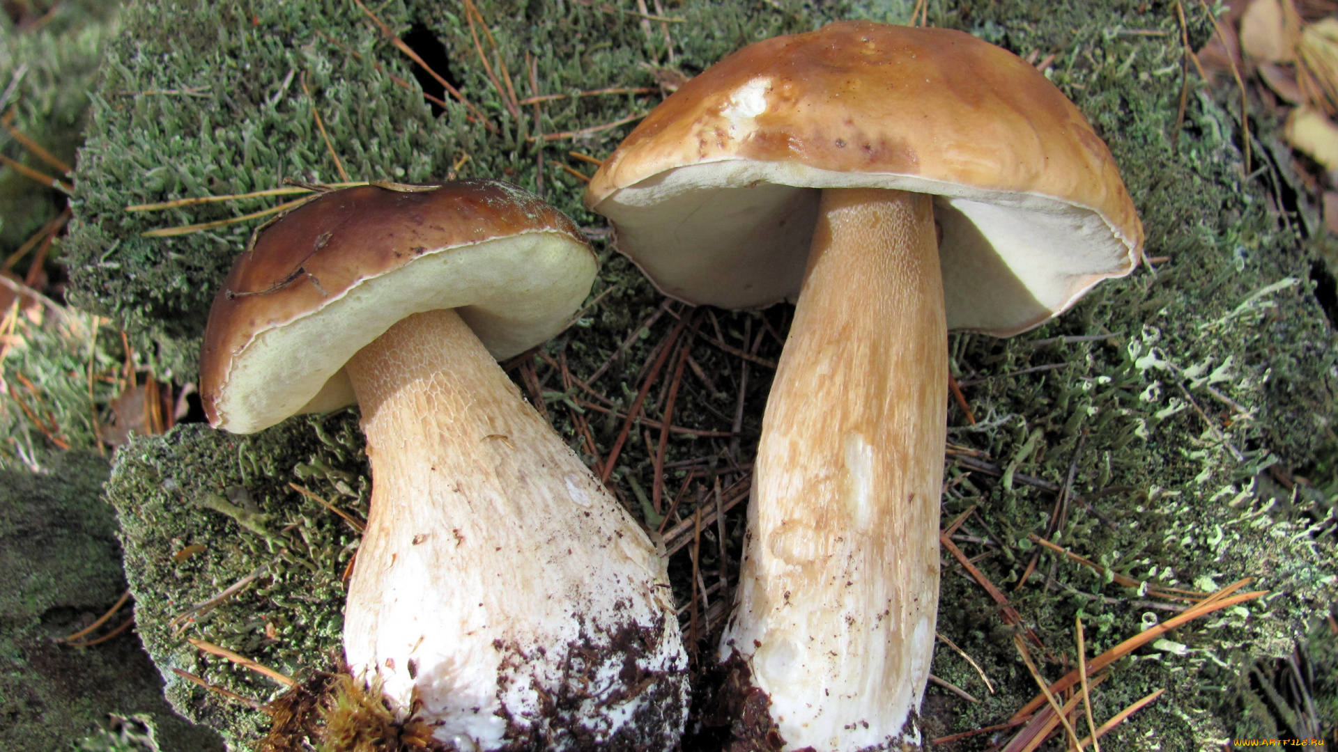 еда, грибы, , грибные, блюда, боровики