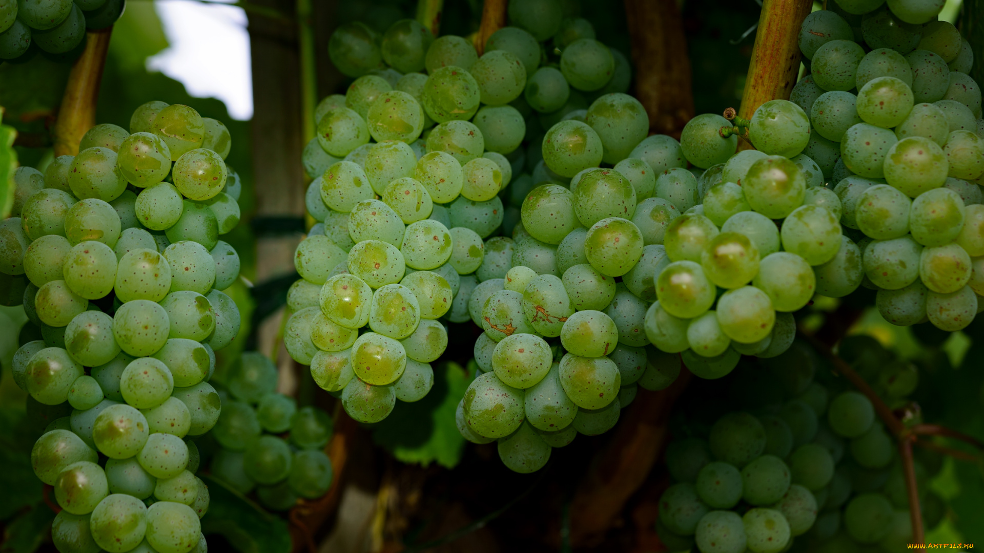 природа, ягоды, , виноград, виноград