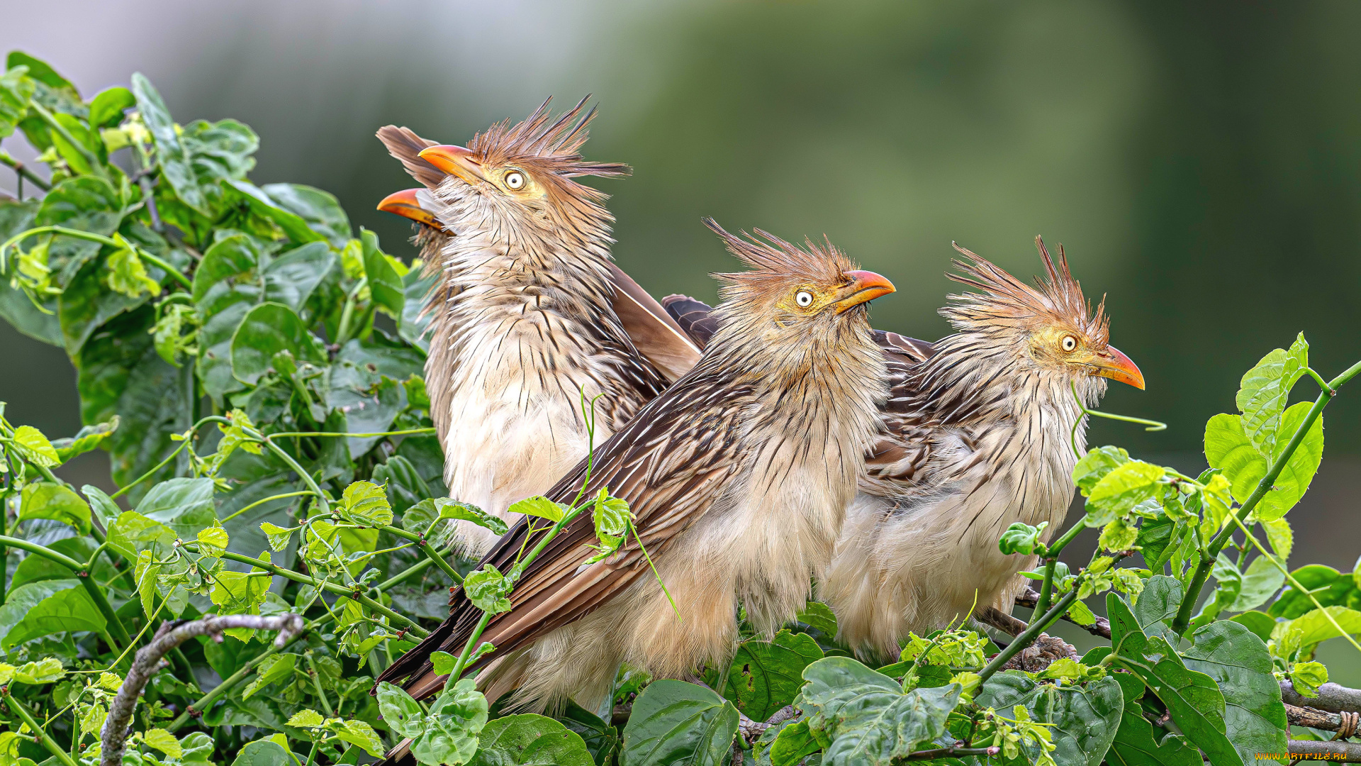 животные, птицы