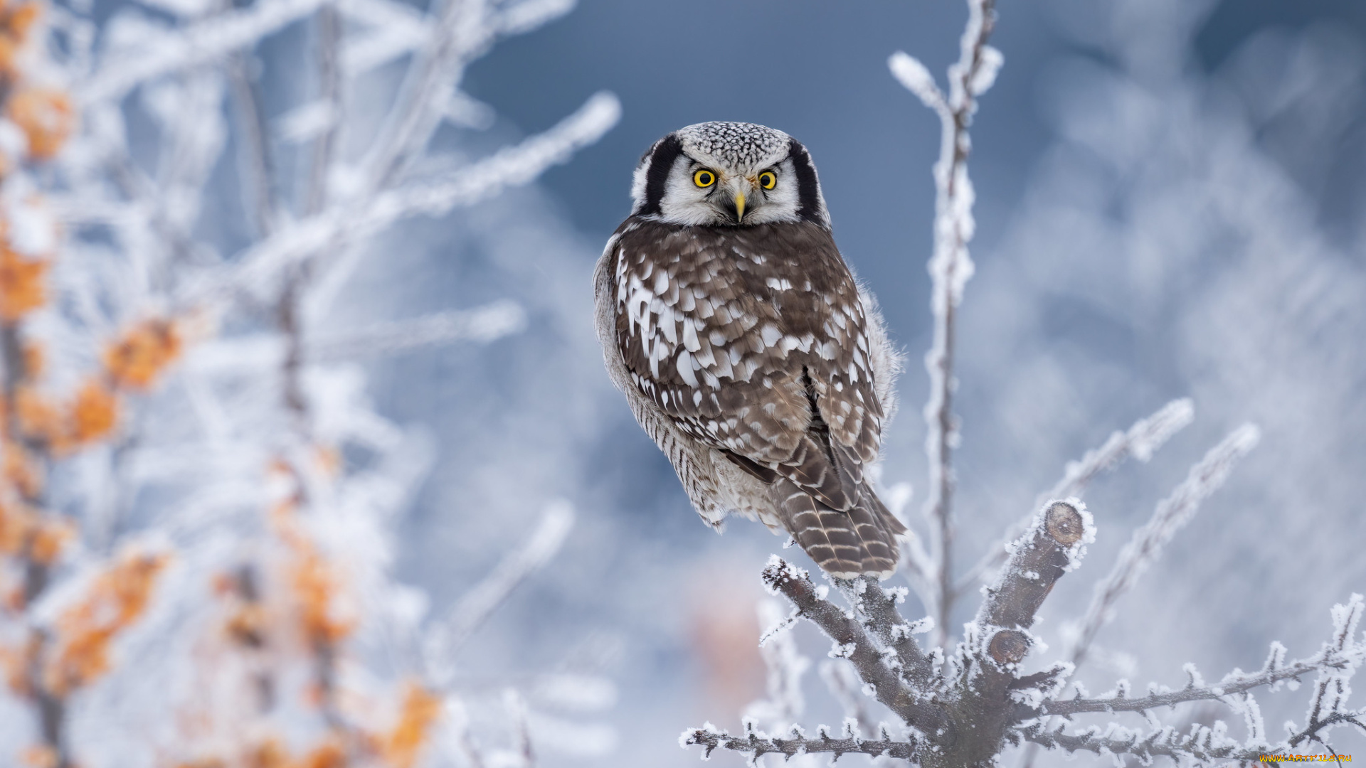 животные, совы, сова