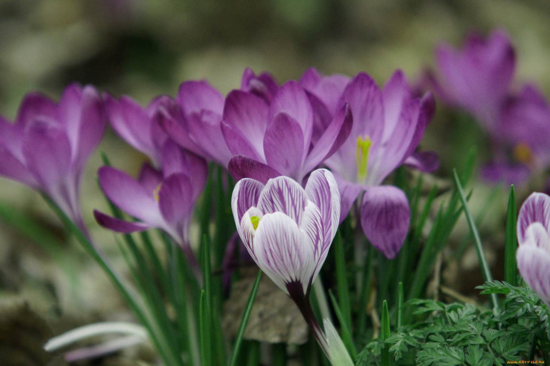 цветы, крокусы, весна, первоцветы