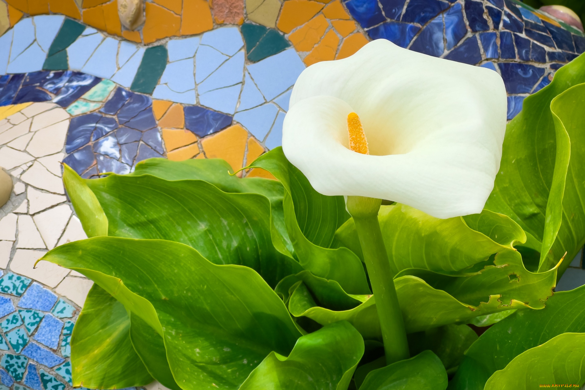 цветы, каллы, белая, калла