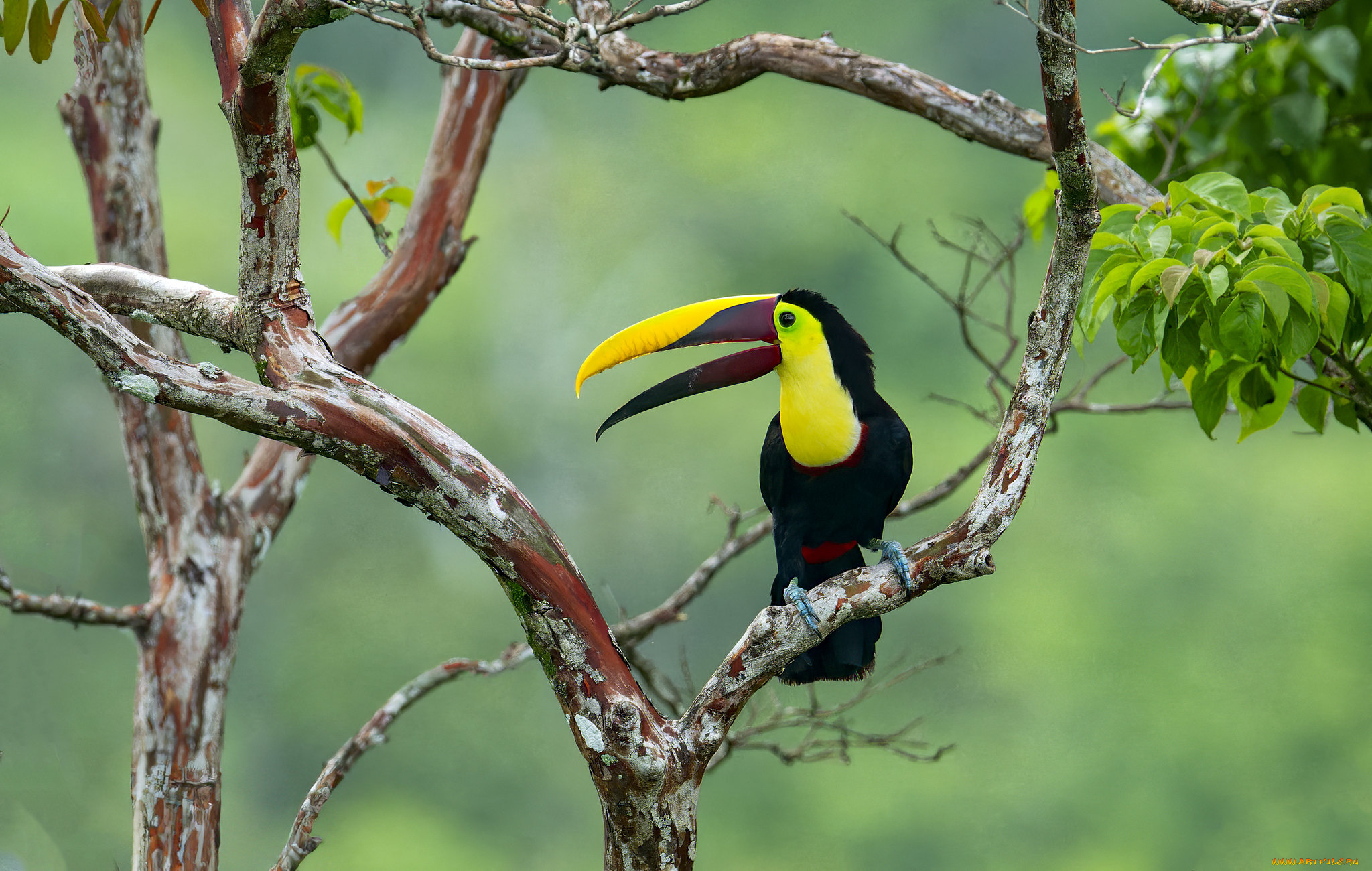 животные, туканы, тукан