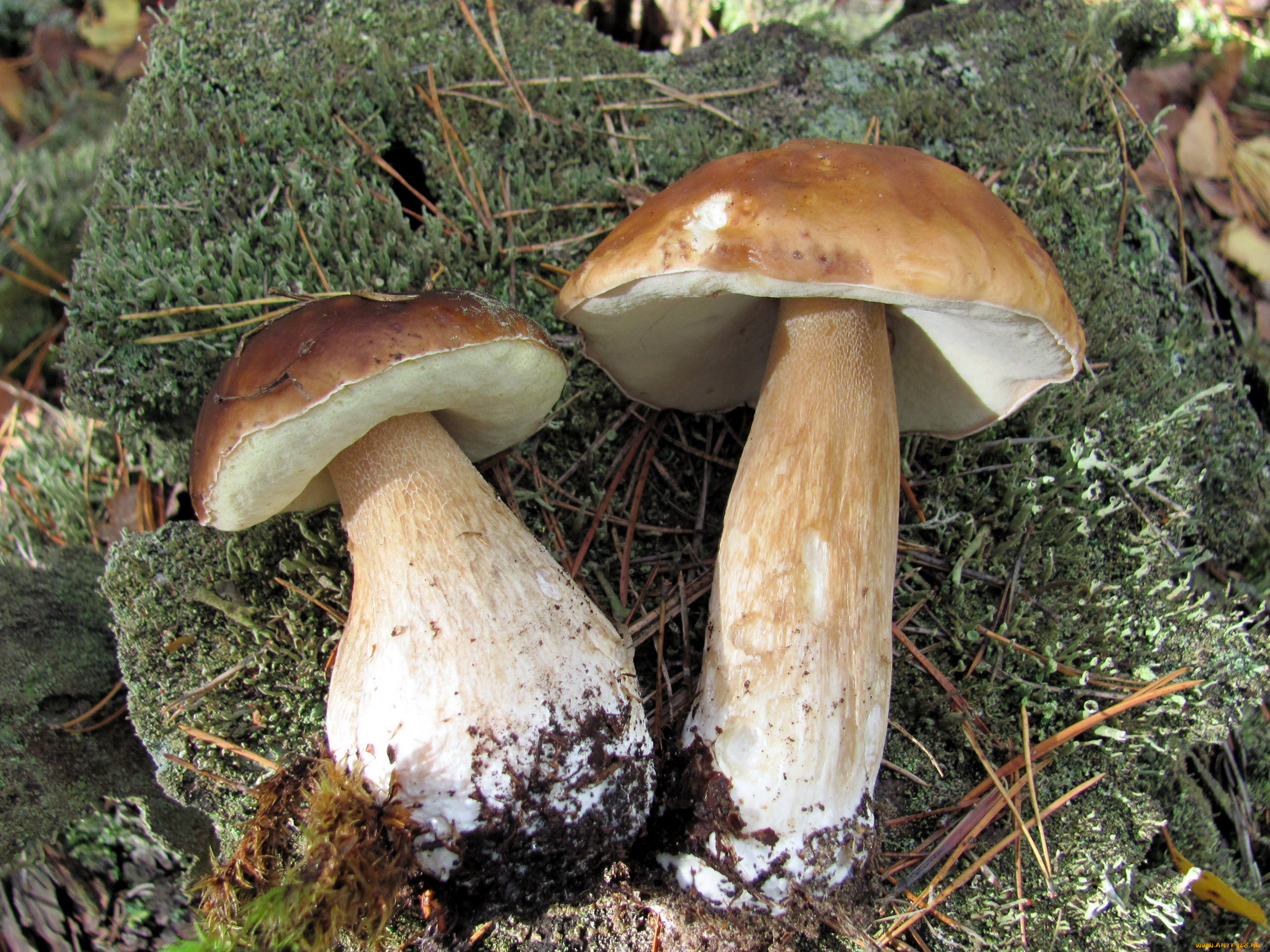 еда, грибы, , грибные, блюда, боровики