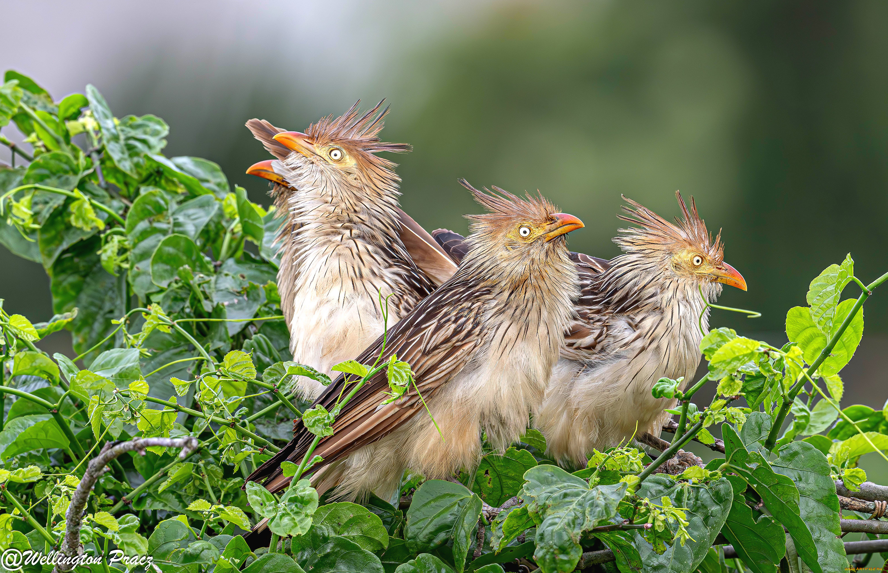 животные, птицы