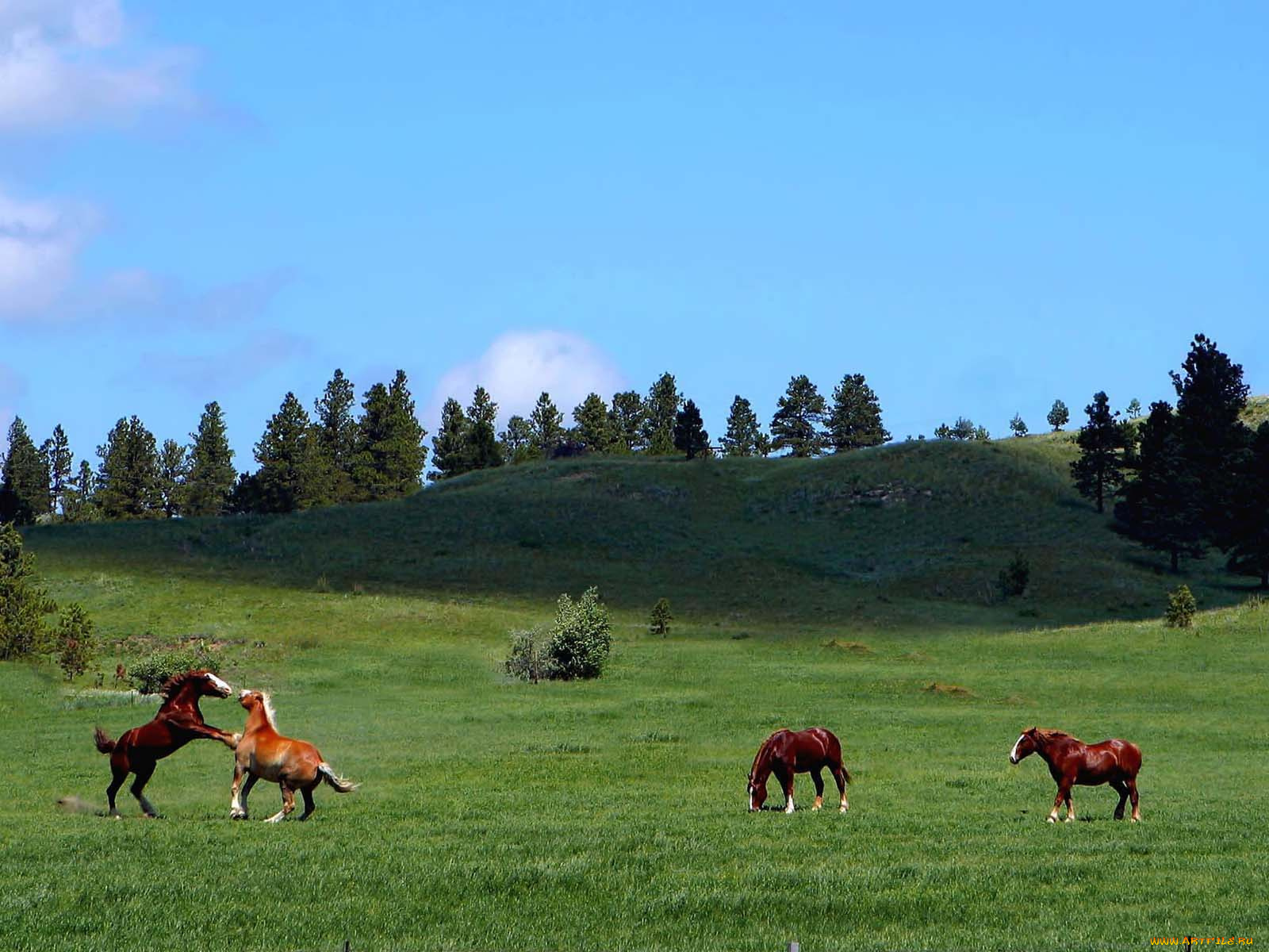 devils, tower, scenery, животные, лошади