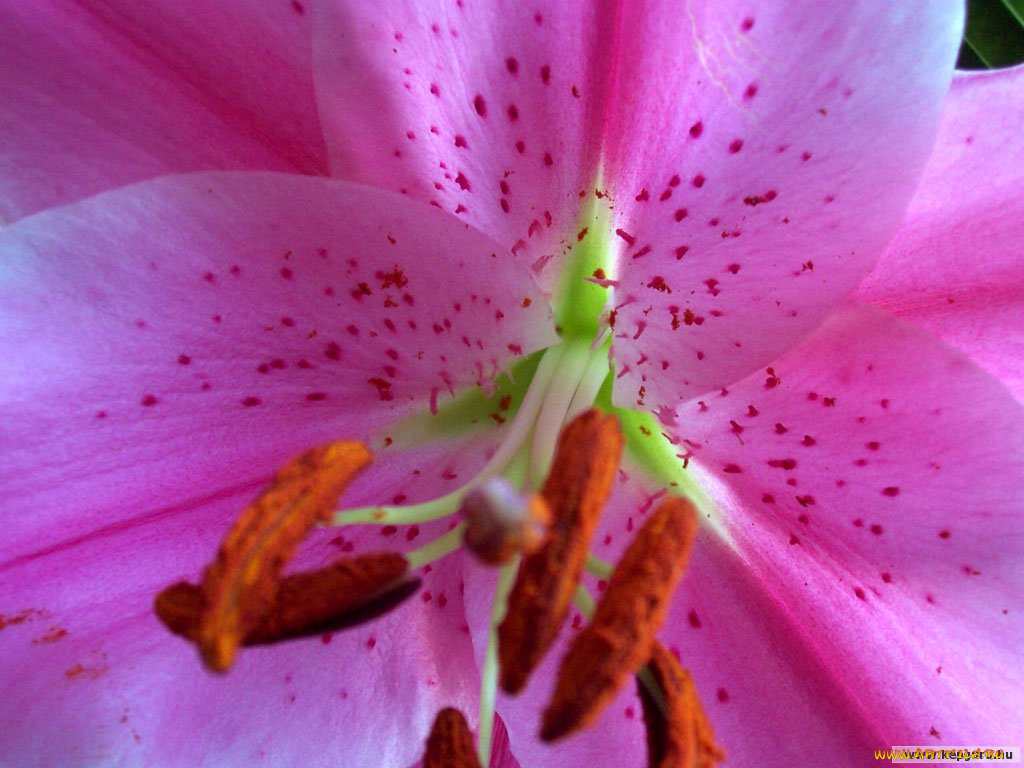 цветы, лилии, лилейники