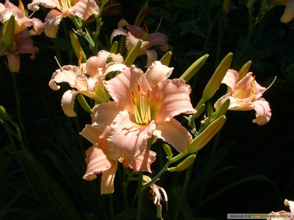 цветы, лилии, лилейники