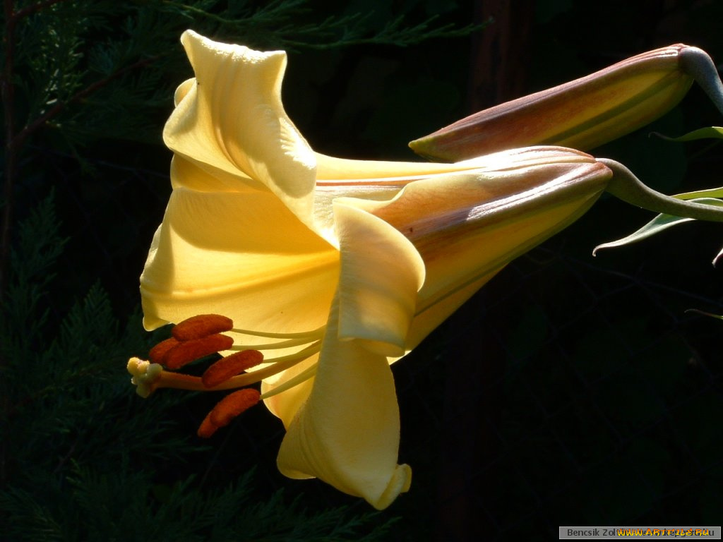 цветы, лилии, лилейники