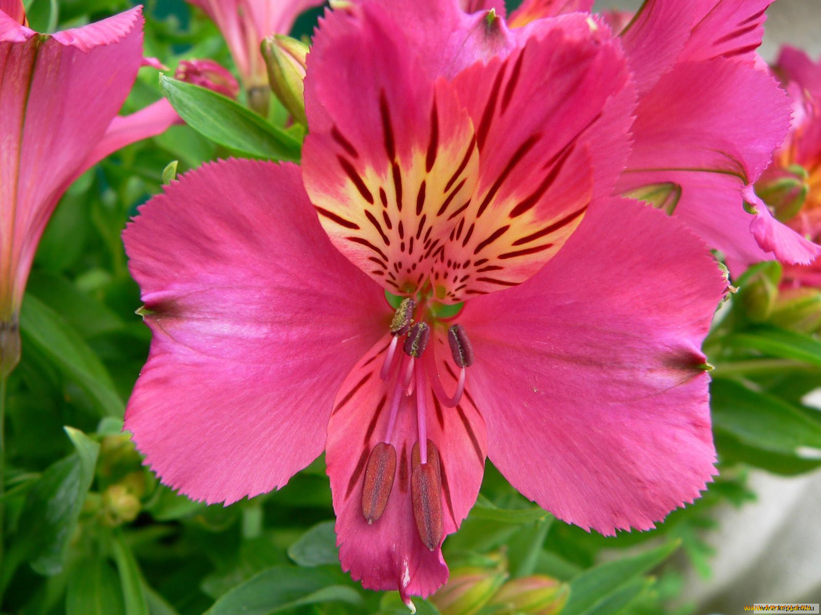 цветы, альстромерия