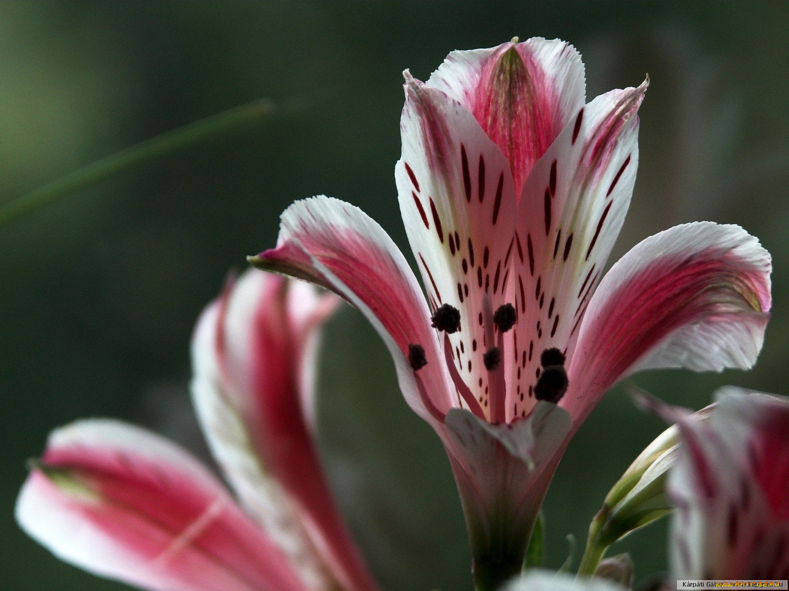цветы, альстромерия