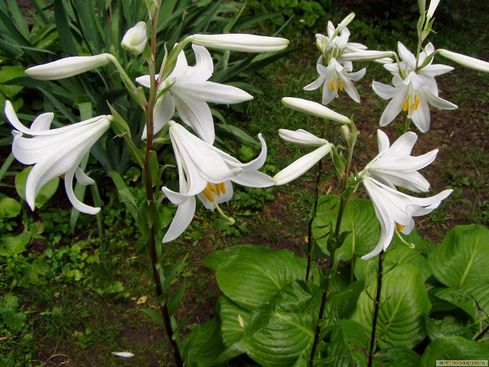 цветы, лилии, лилейники