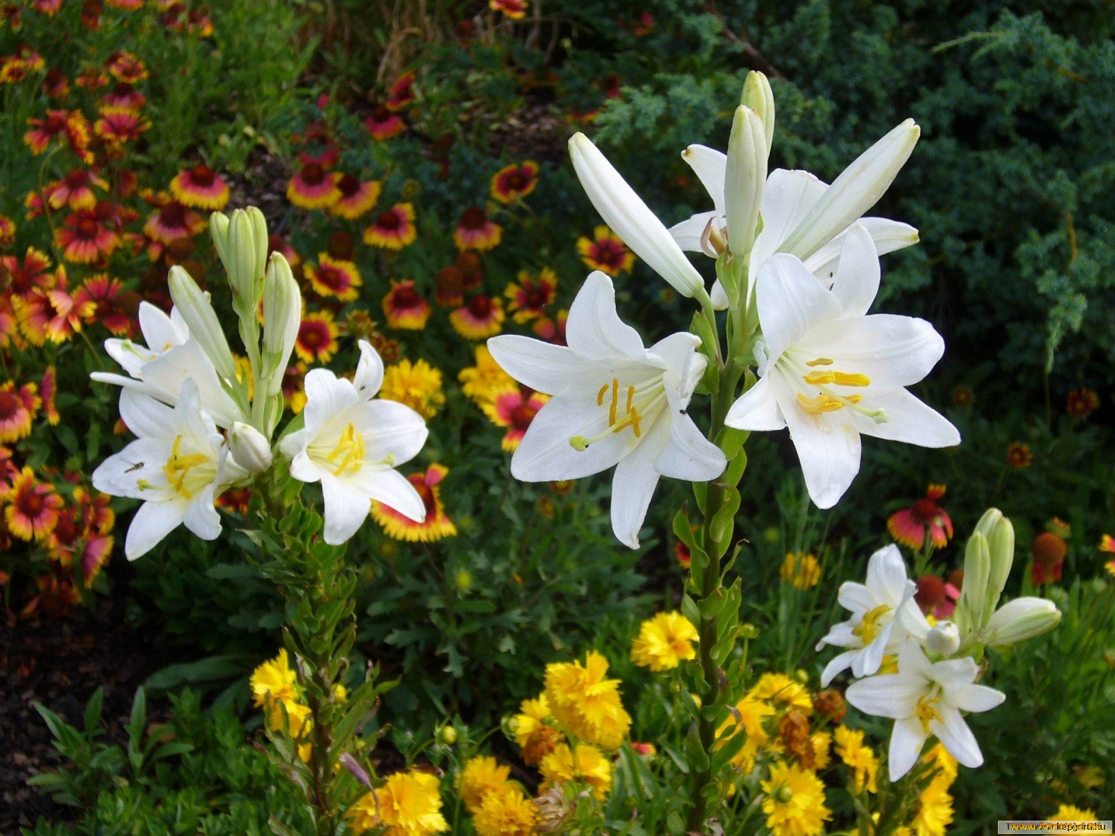 цветы, лилии, лилейники