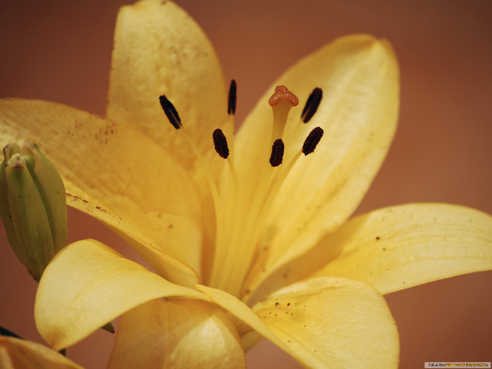 цветы, лилии, лилейники