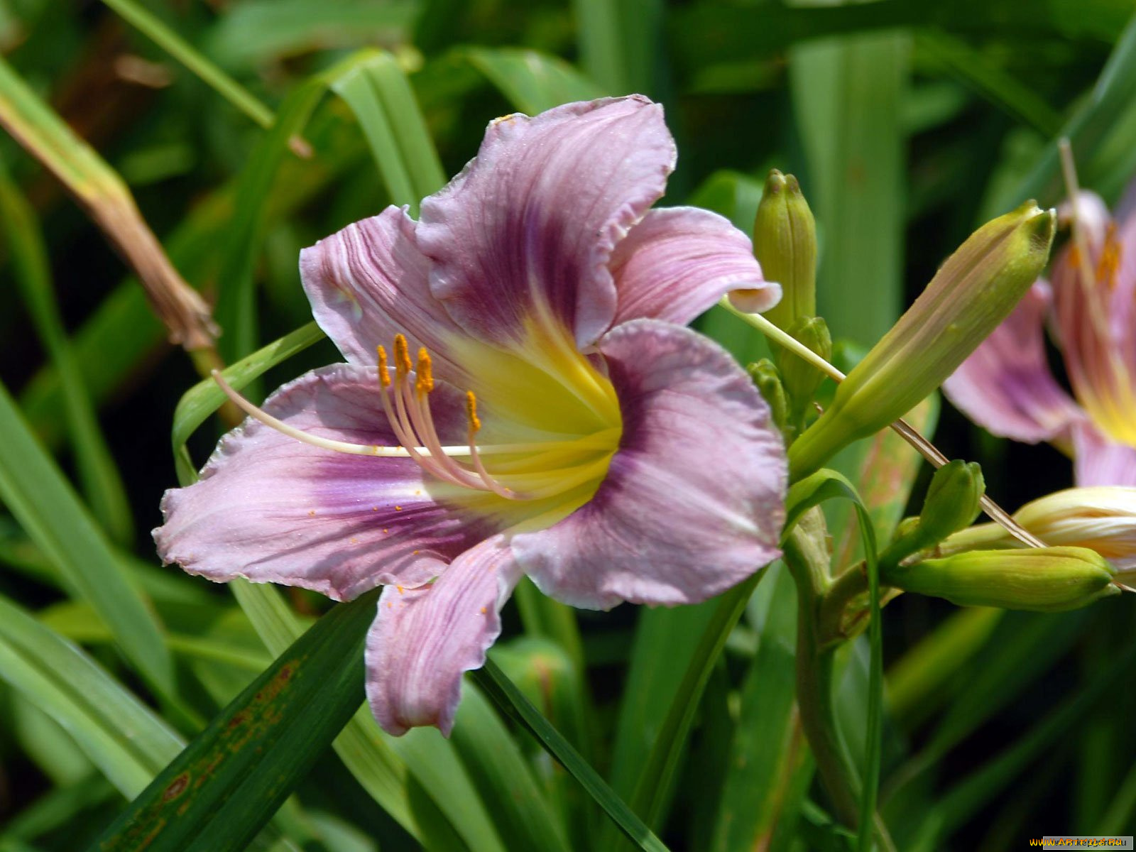 цветы, лилии, лилейники