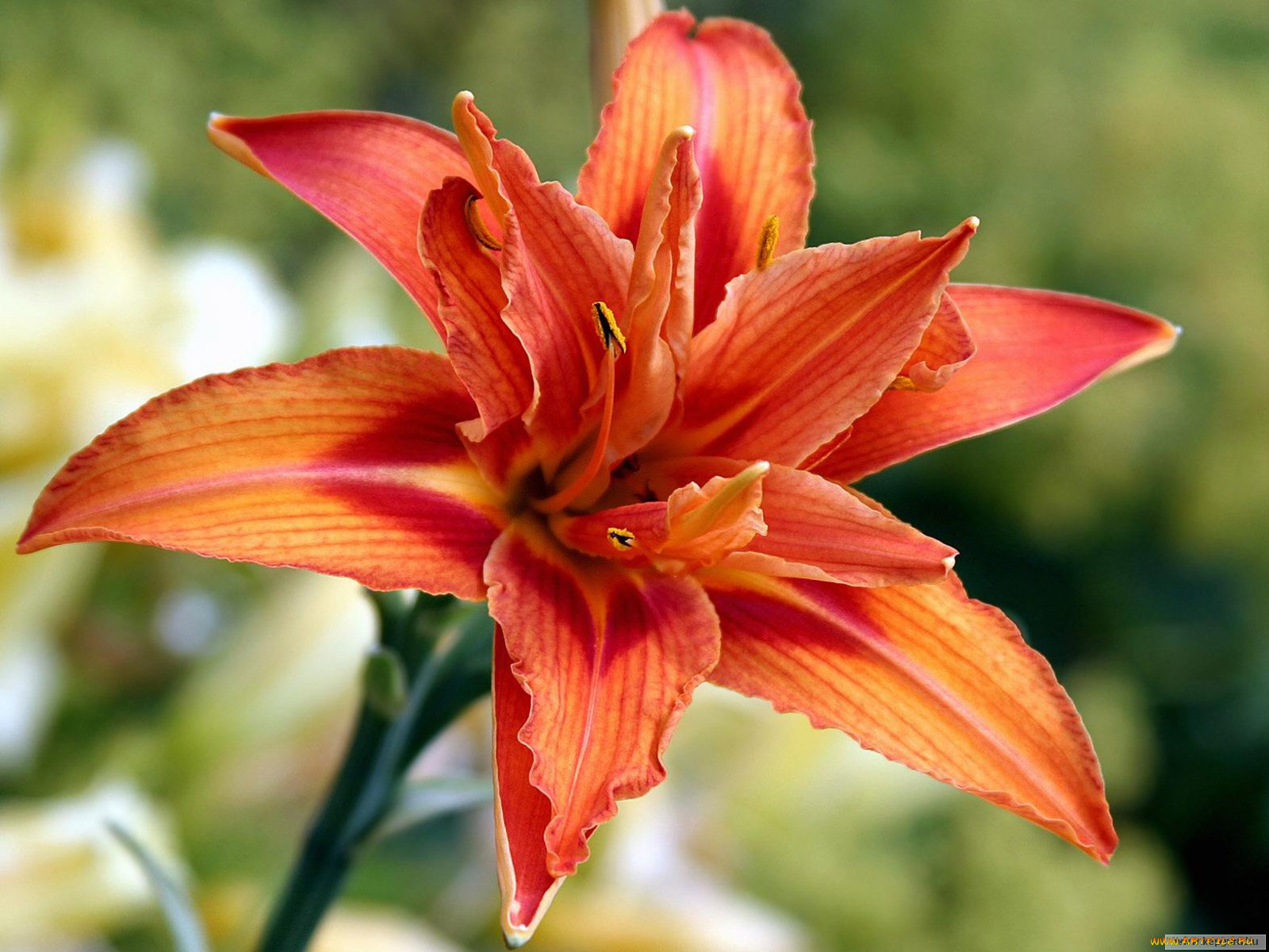 цветы, лилии, лилейники