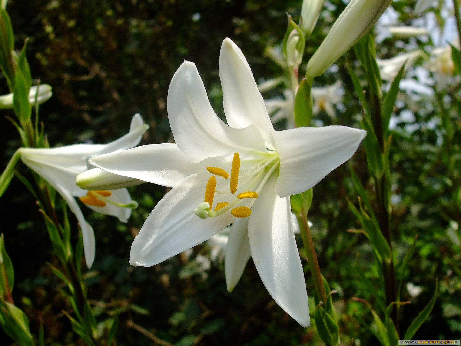 цветы, лилии, лилейники