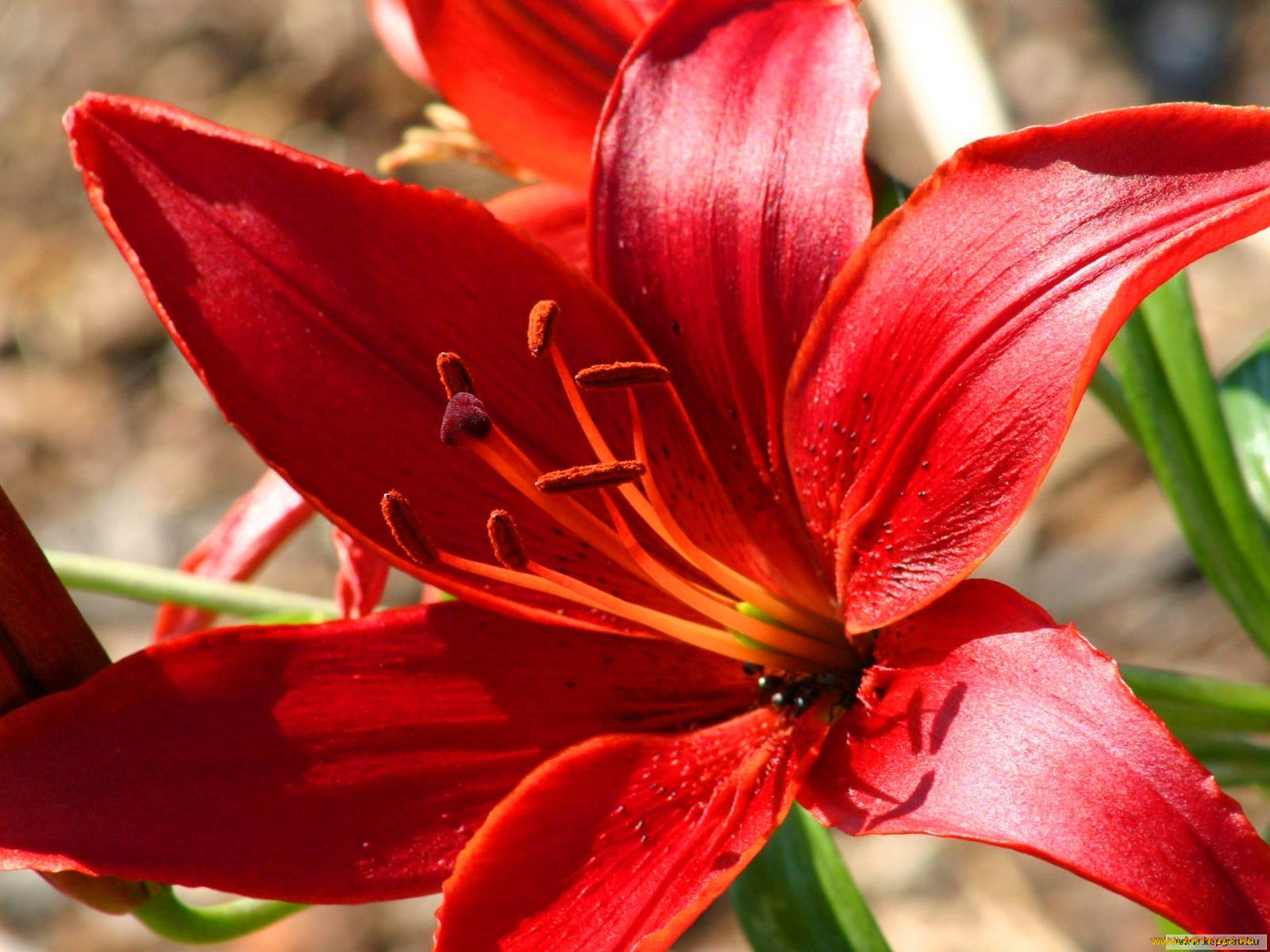 цветы, лилии, лилейники