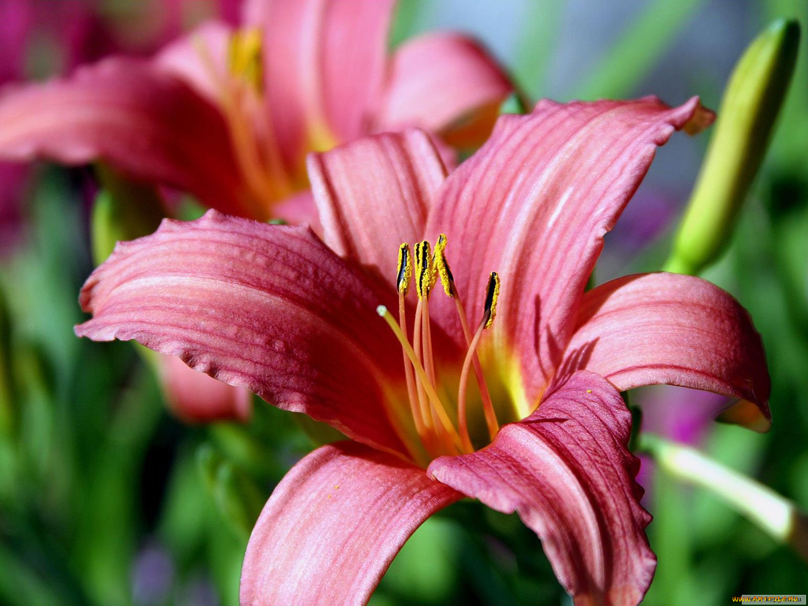 цветы, лилии, лилейники