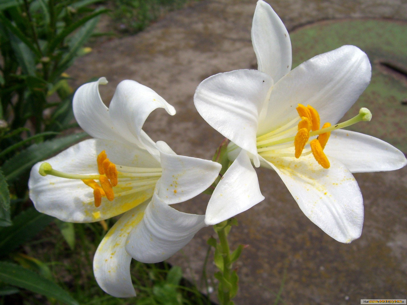 цветы, лилии, лилейники