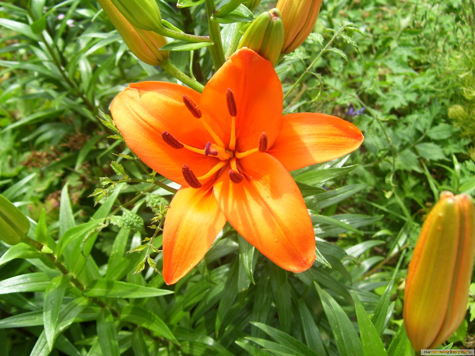цветы, лилии, лилейники