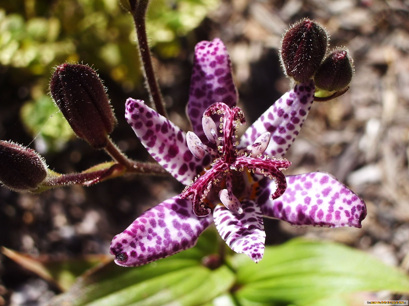 цветы, орхидеи