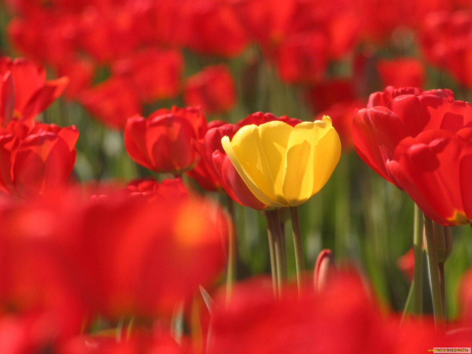 цветы, тюльпаны