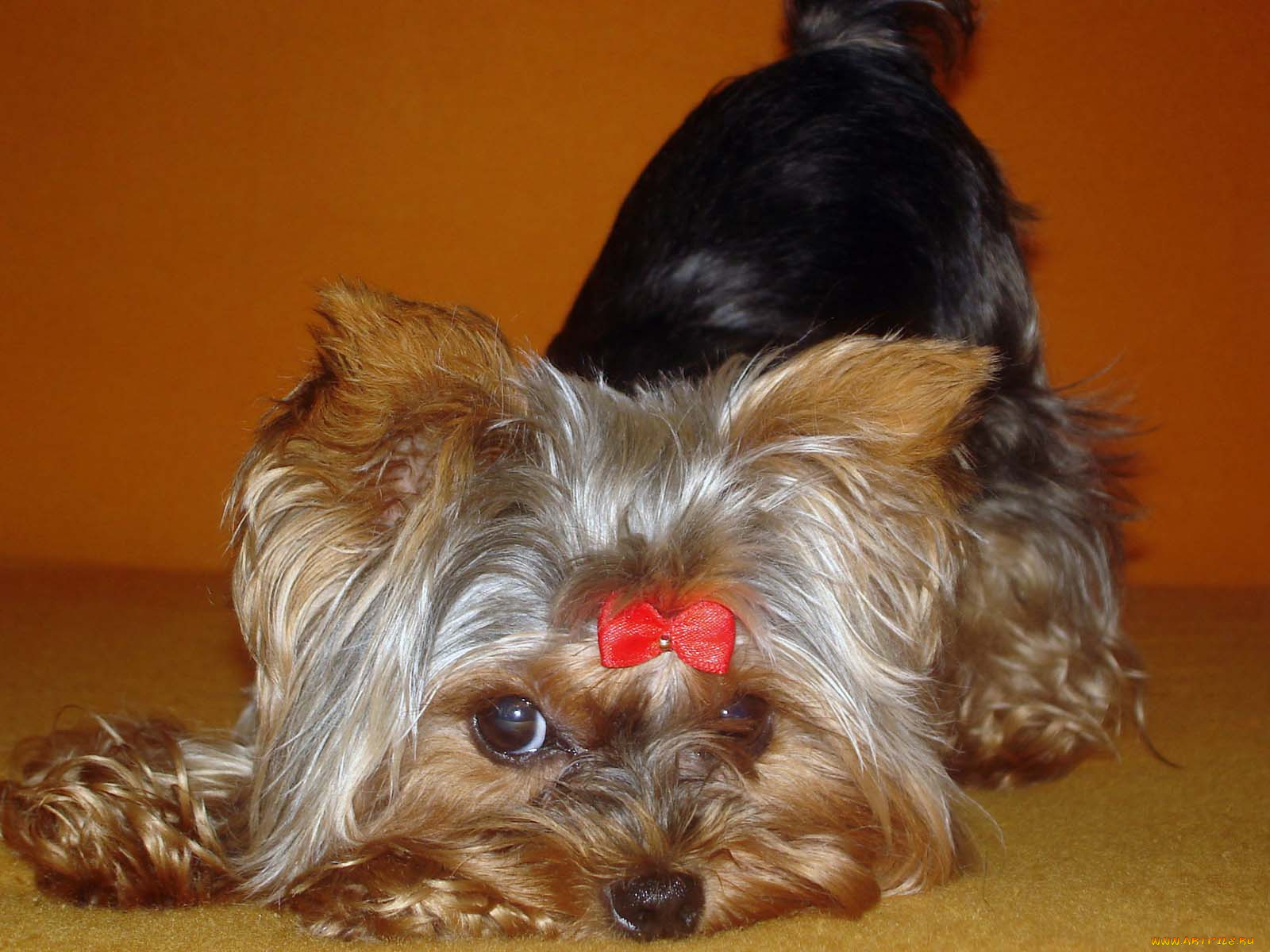 животные, собаки