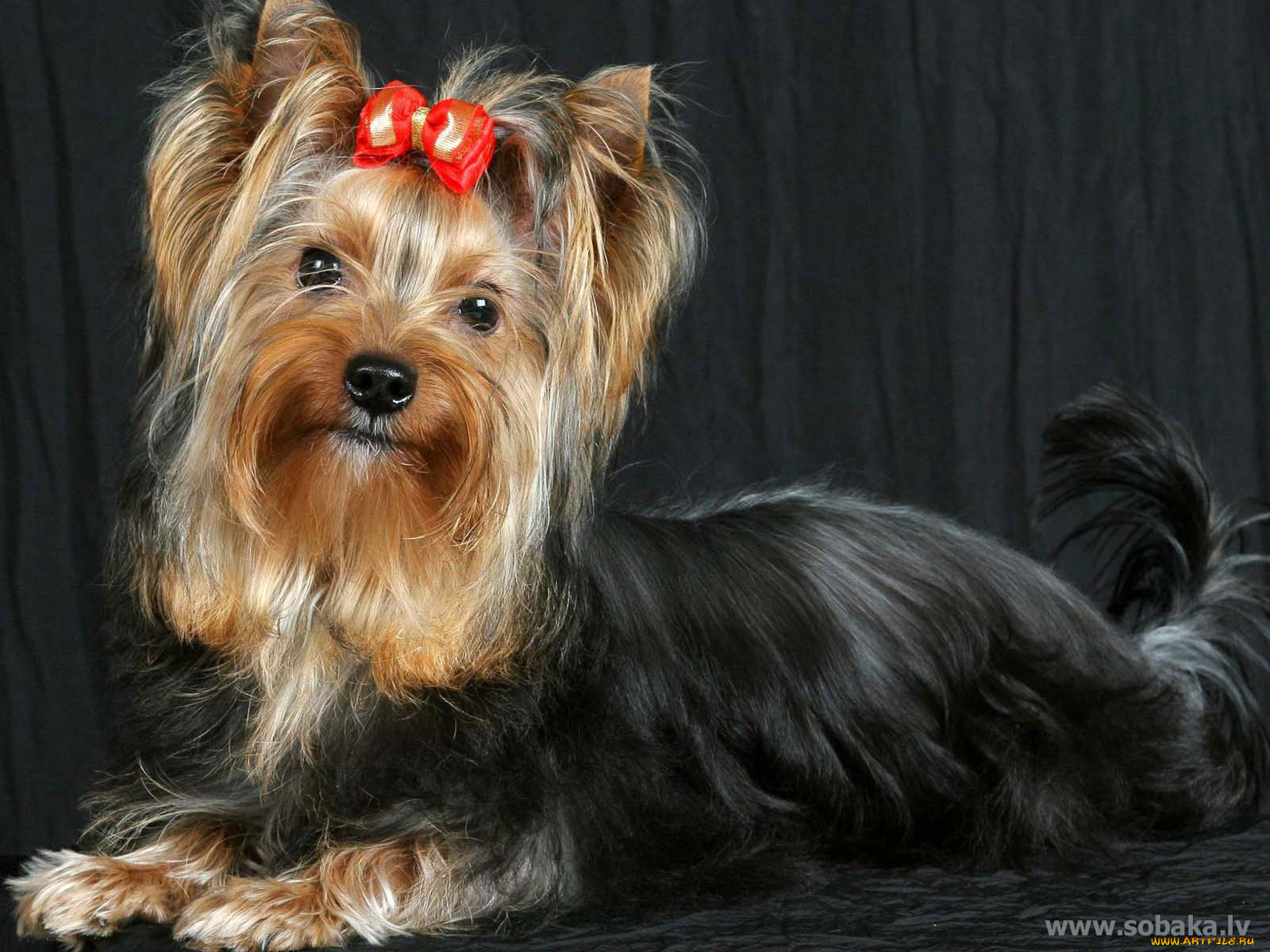 животные, собаки